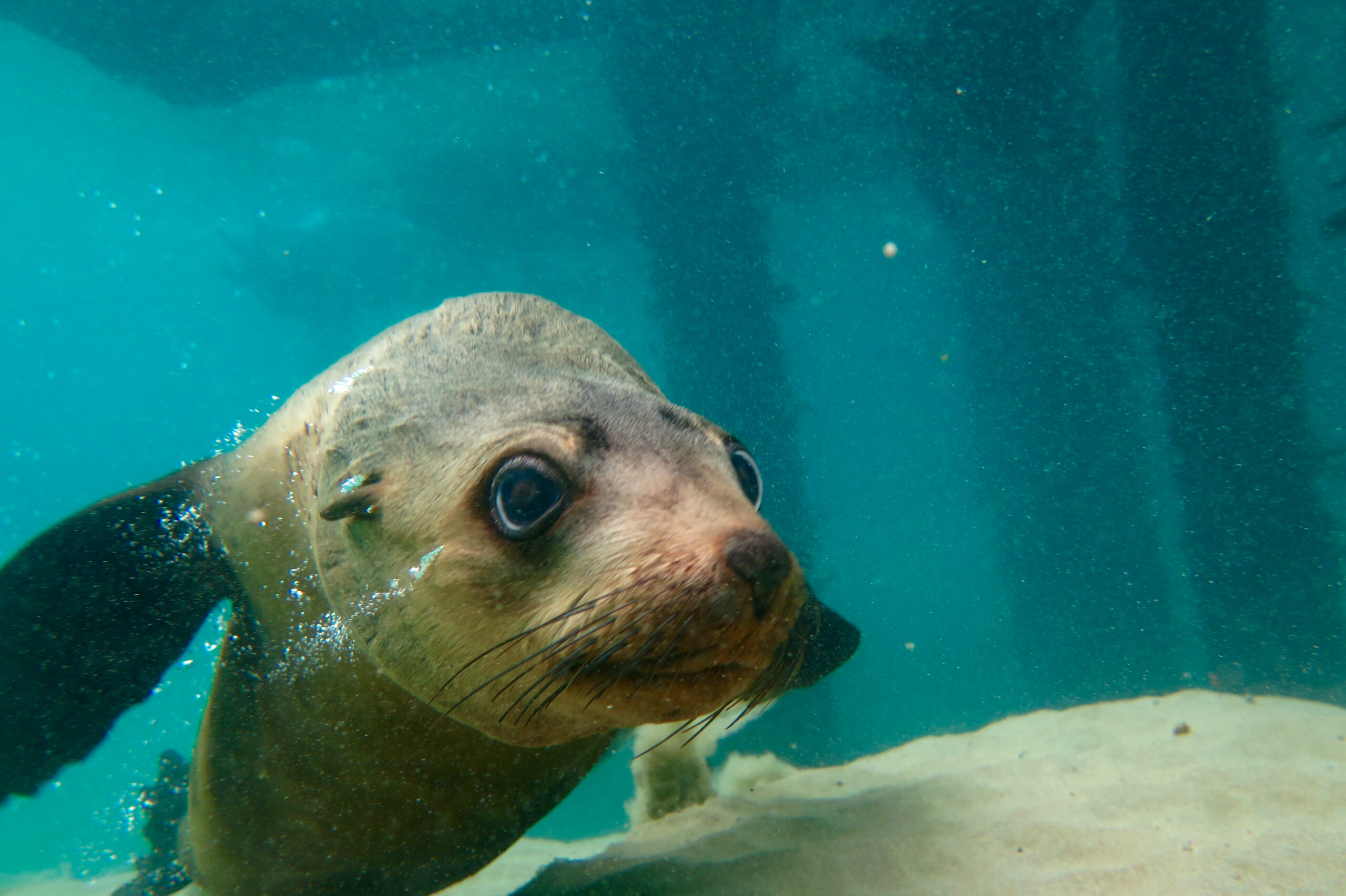 2hr Dolphin and Seal Swim Reef Snorkel Tour