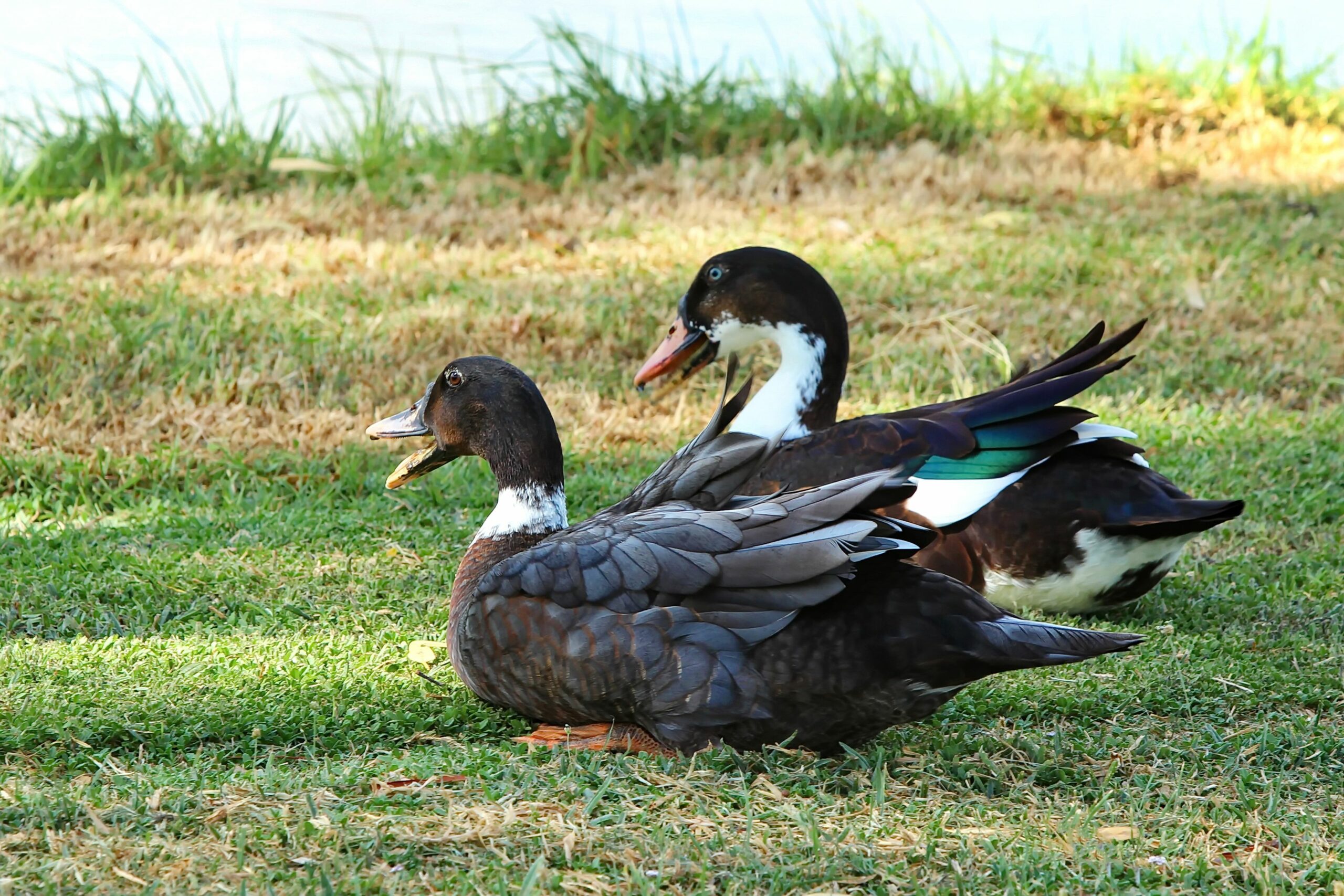 The Duck Inn Apartments