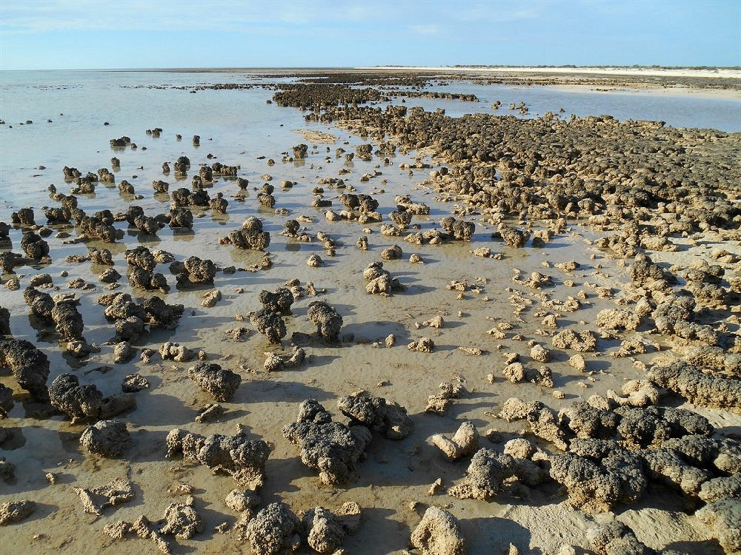 Hamelin Pool Caravan Park