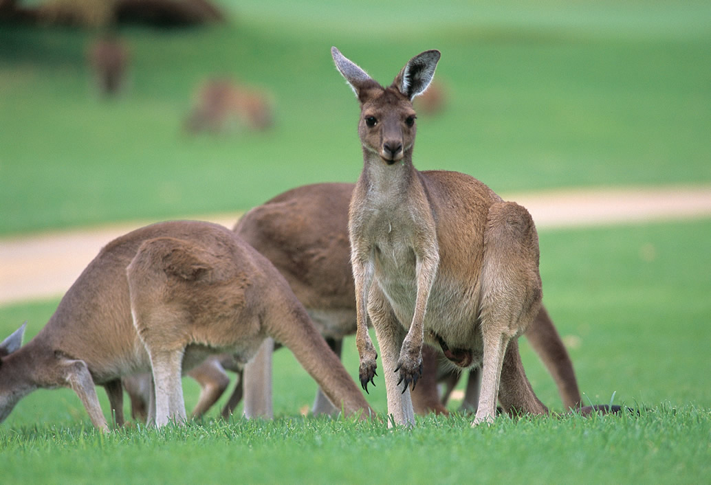 Perth, Fremantle, Swan Valley & Wildlife Park