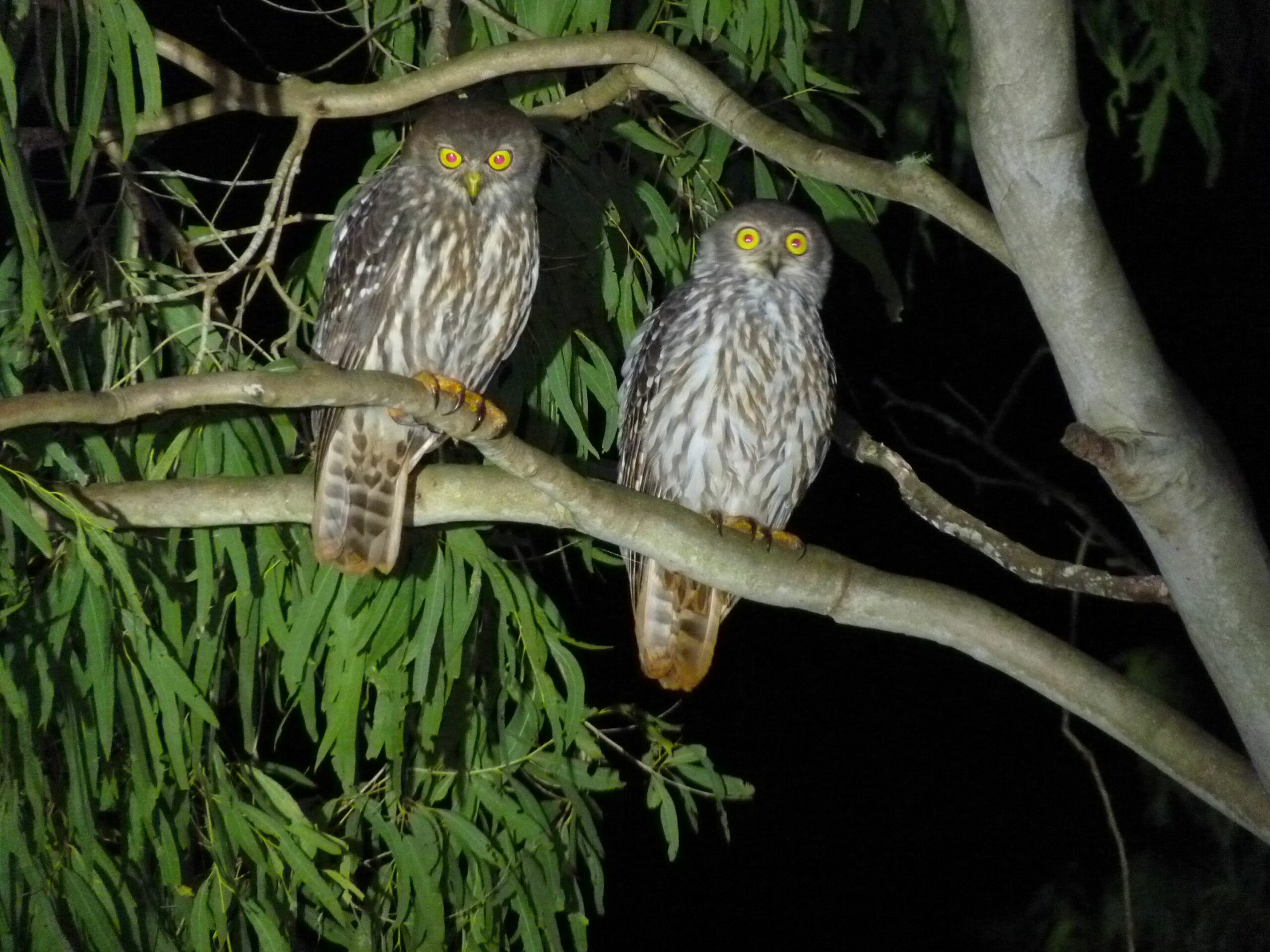 Barking Owl Retreat