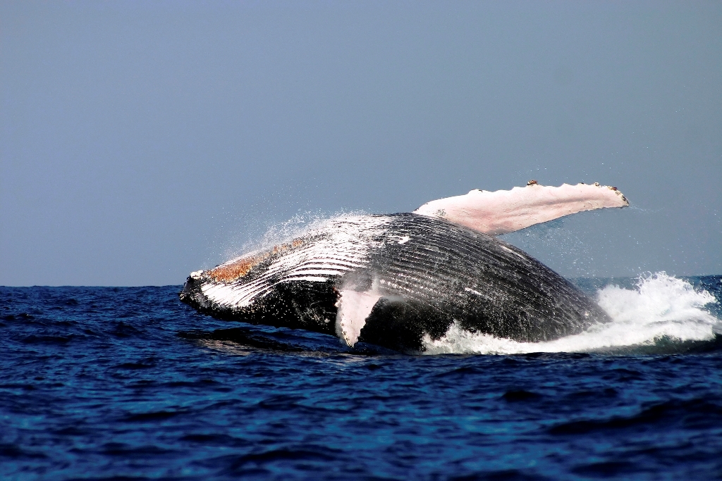 Oz Whale Watching Saturday & Sunday BBQ Lunch Cruise