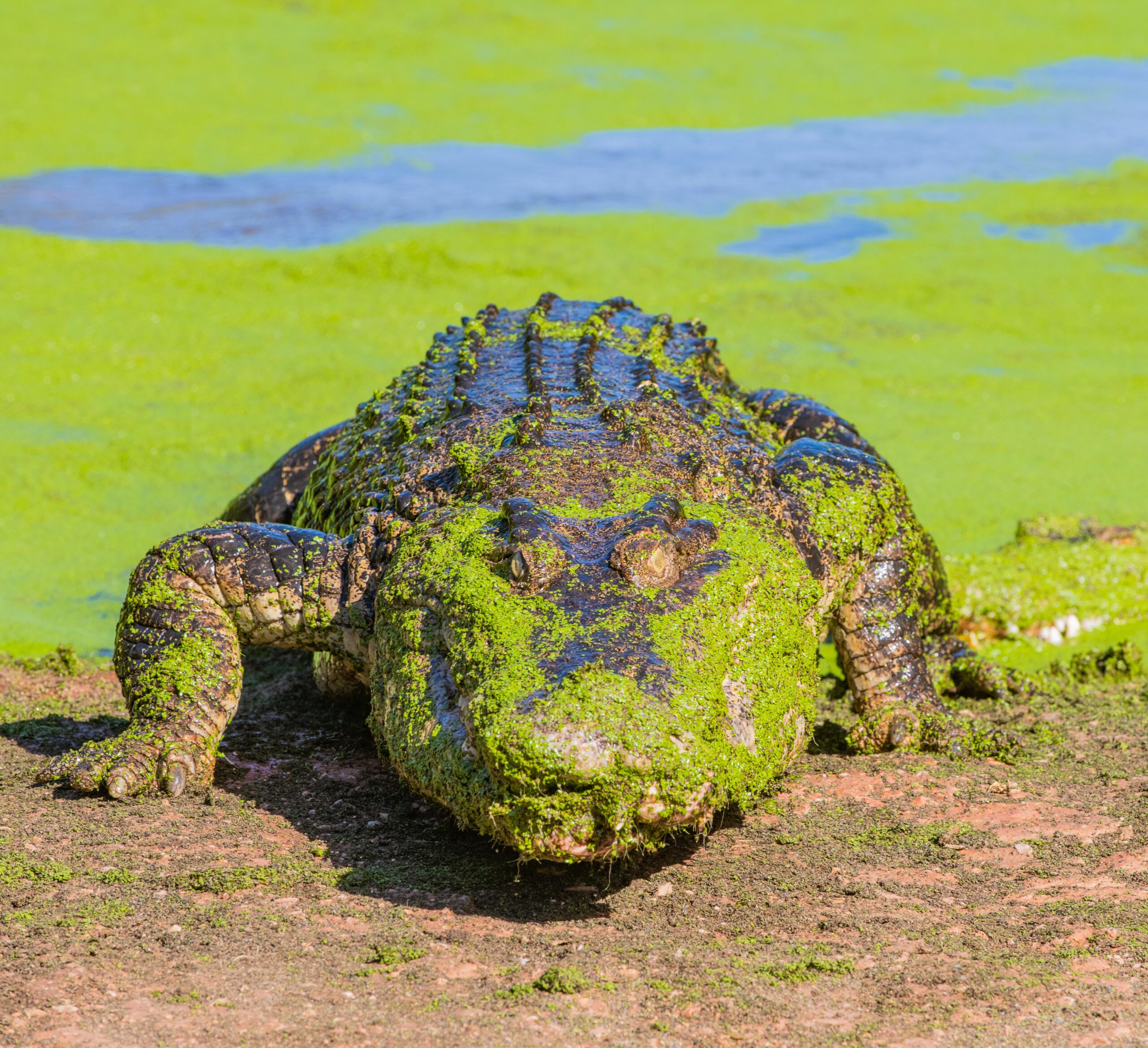 Malcolm Douglas Crocodile Educational Tour - Entry Fees and Transport Included