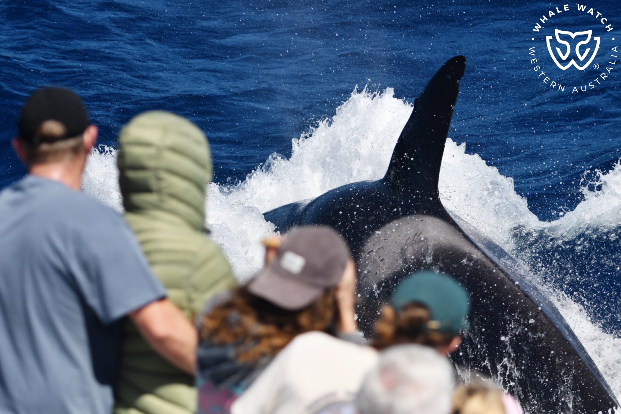 Bremer Bay Orca Experience