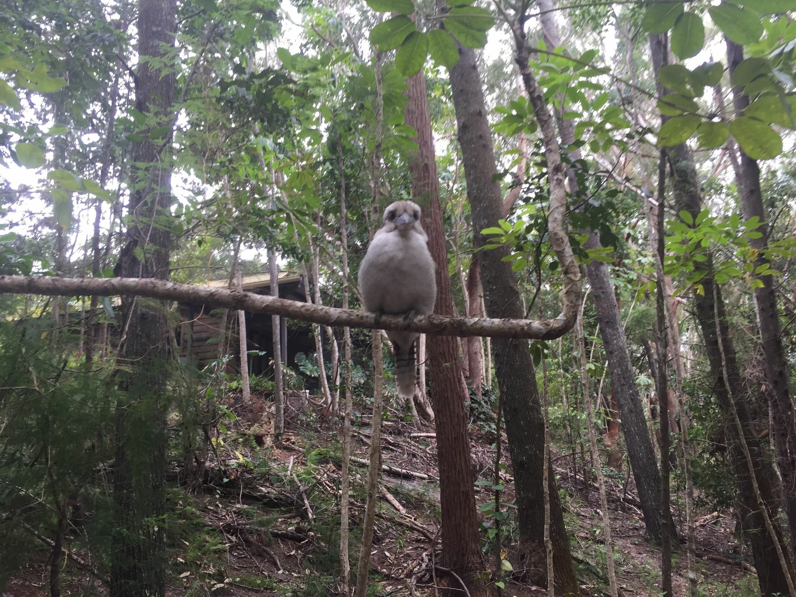 Byron Bay Rainforest Resort