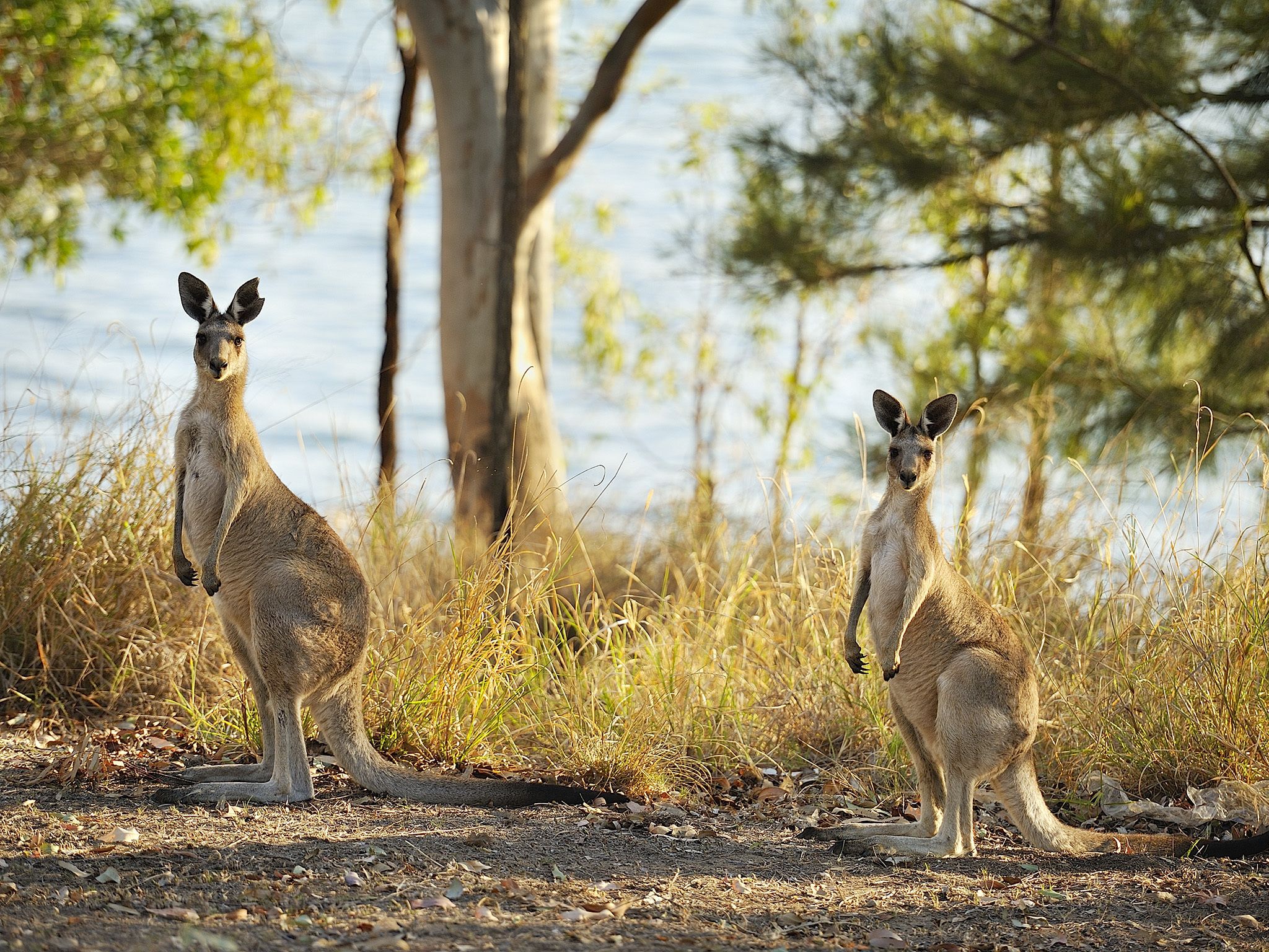 NRMA Lake Somerset Holiday Park