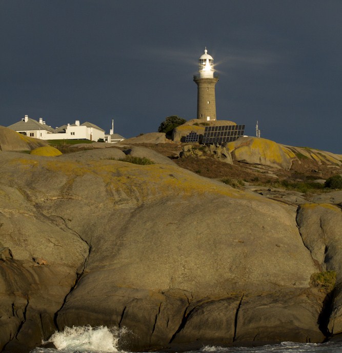 Montague Island Tour Afternoon