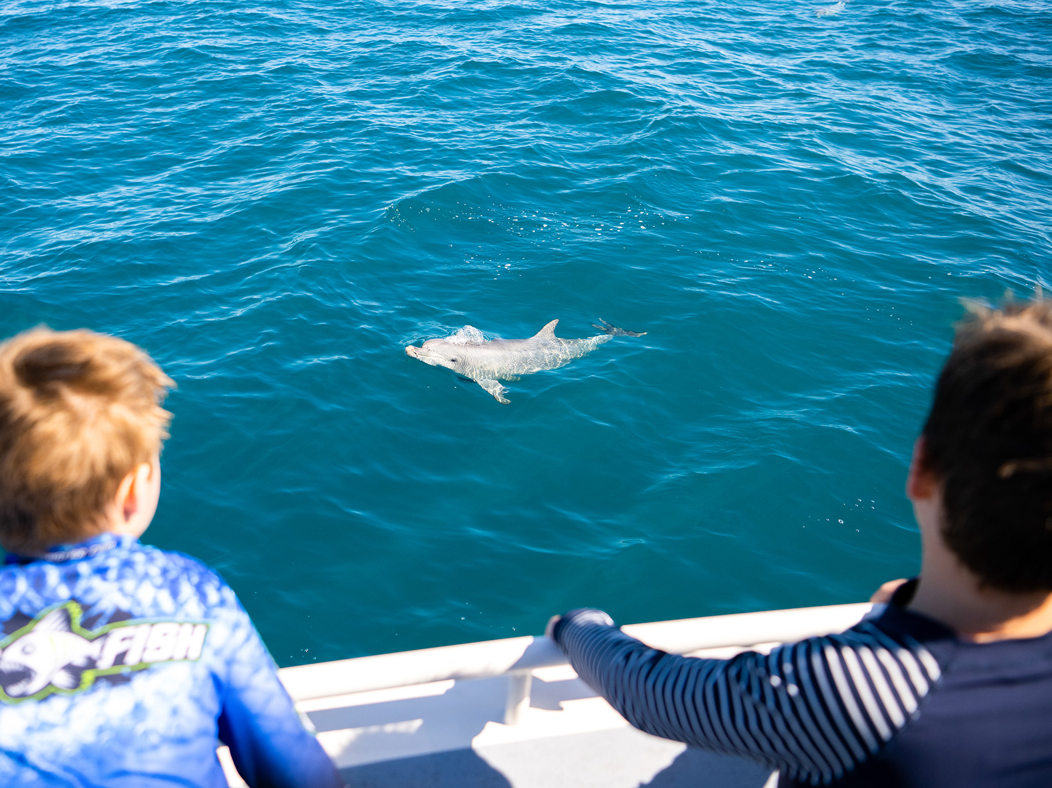 Kangaroo Island Ocean Safari - 2 hour SWIM with dolphin / seal / coastal snorkelling