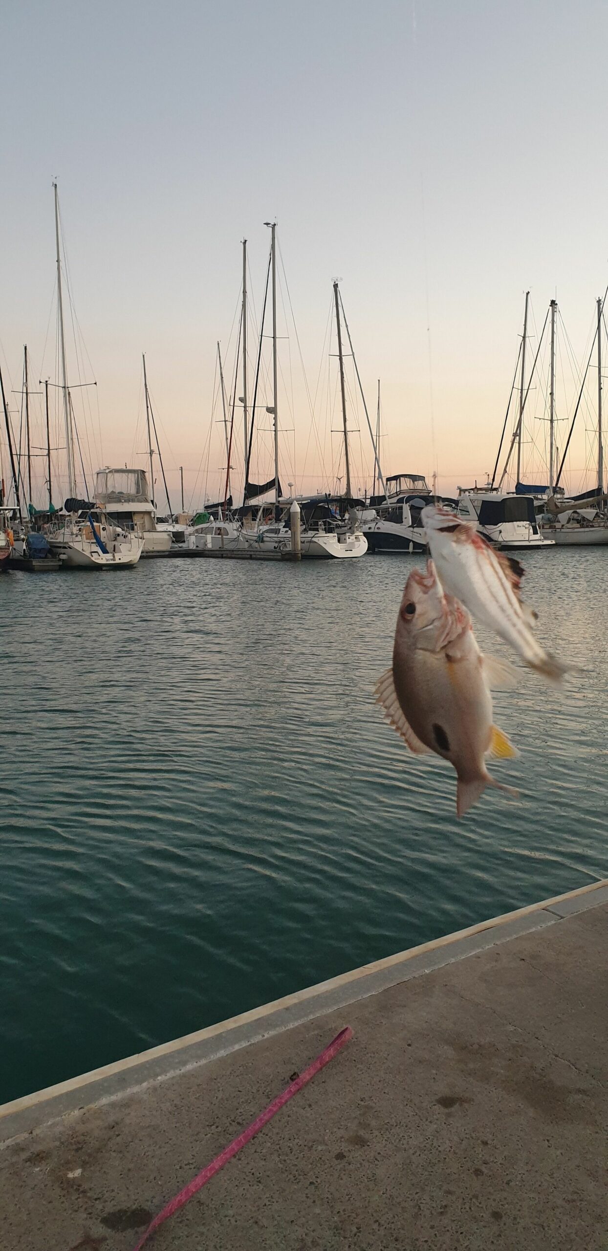 Santalina On Hervey Bay