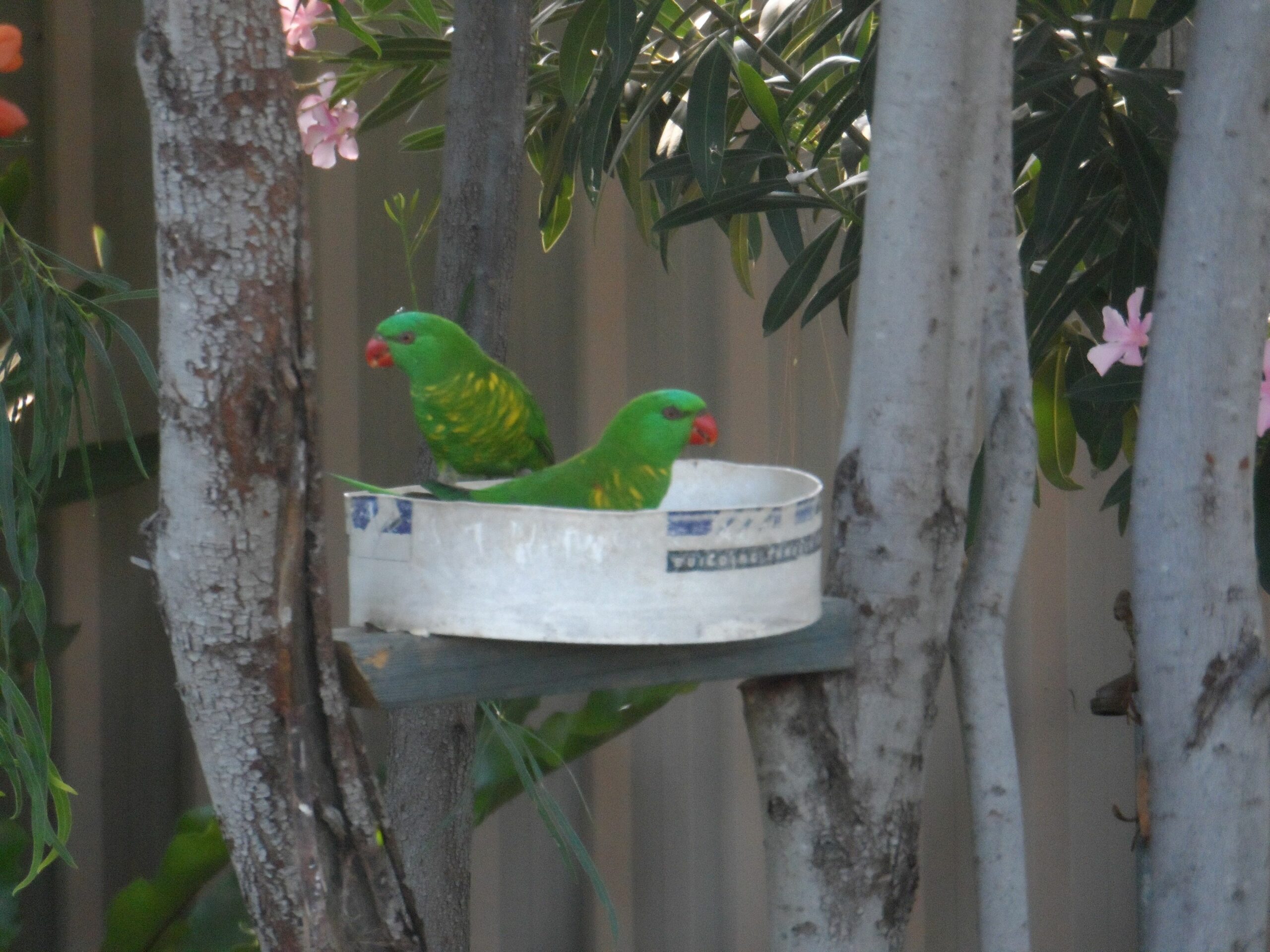 Oakey Motel