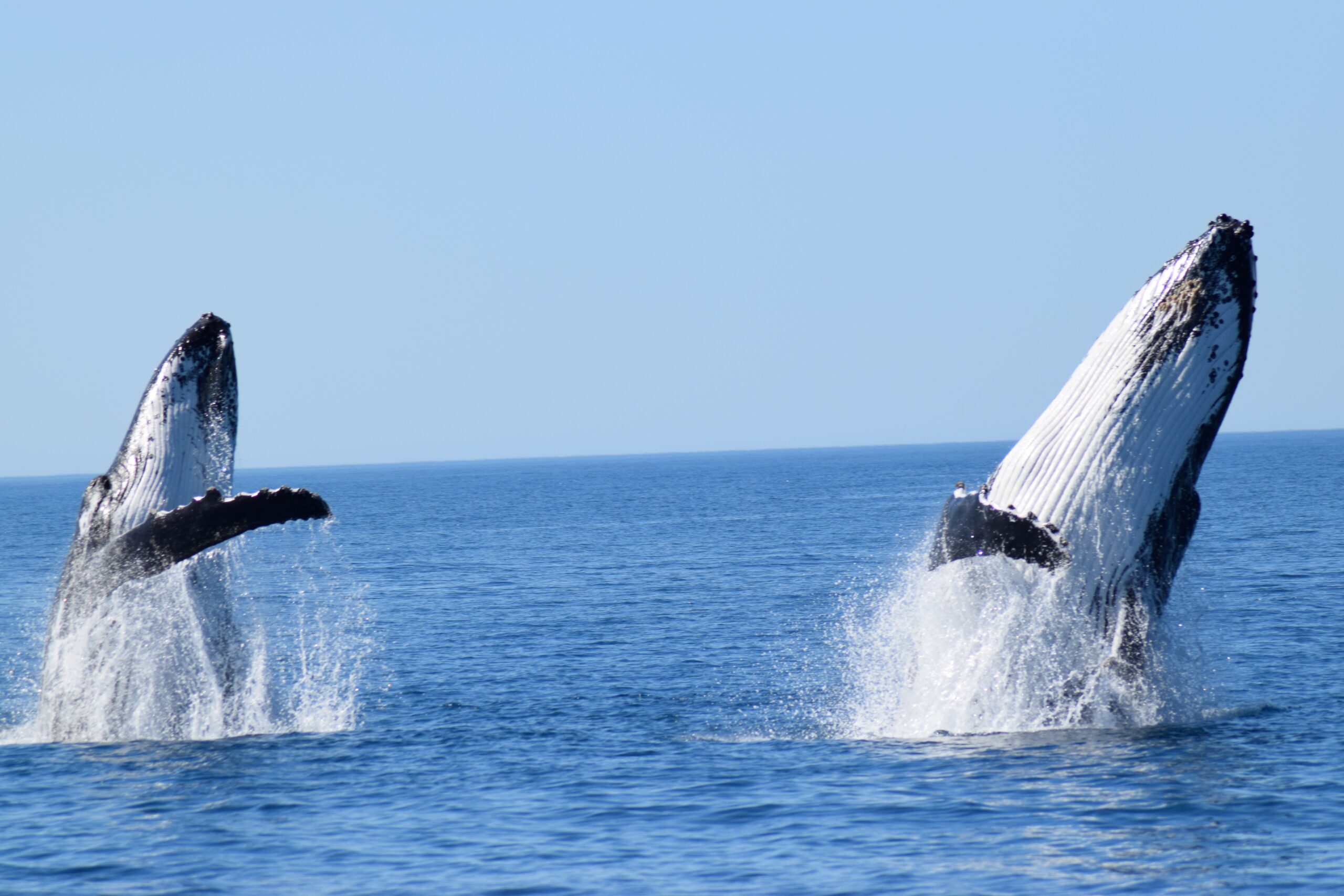 Busselton Whale Watching