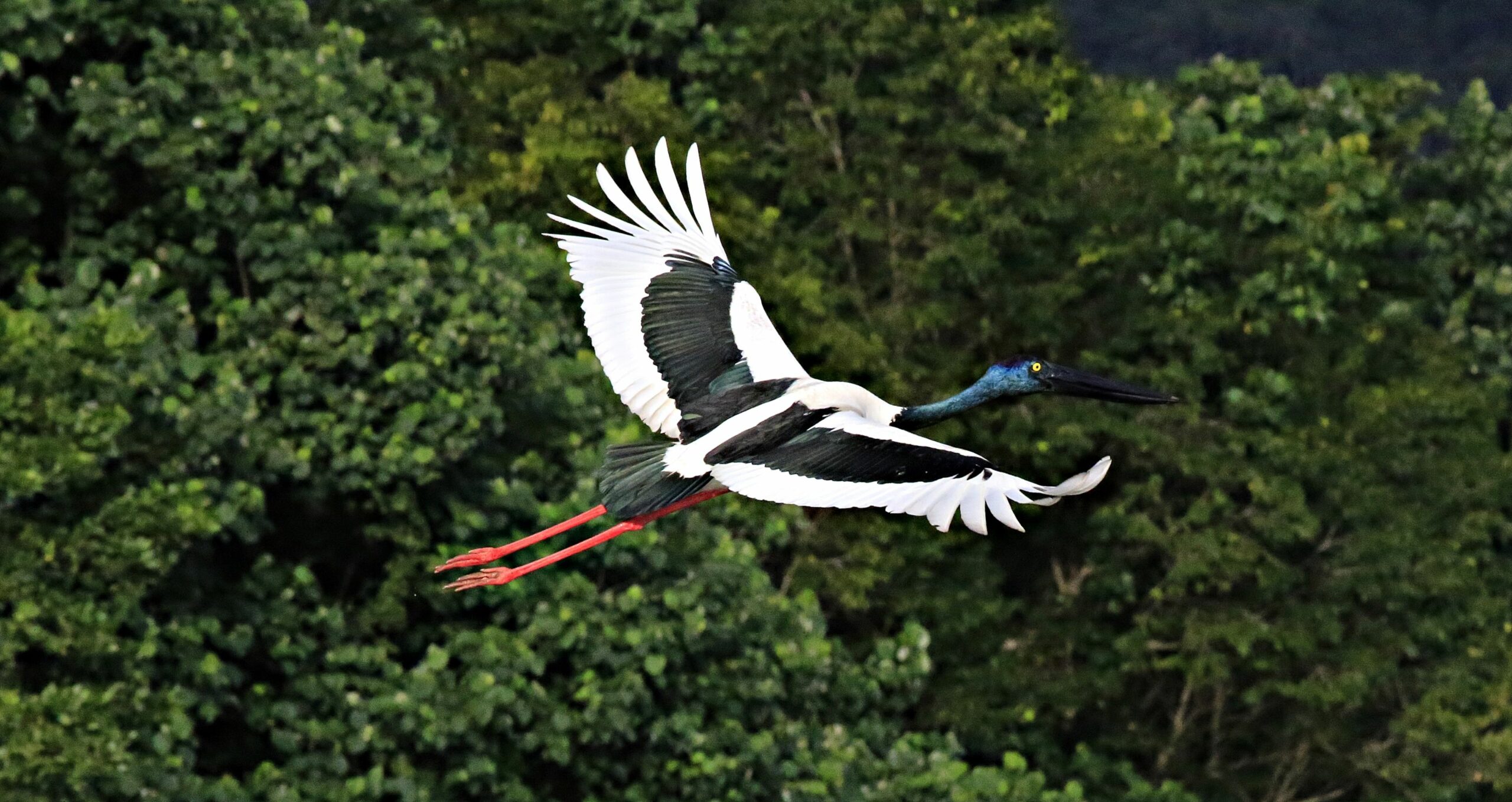 Daintree Riverview