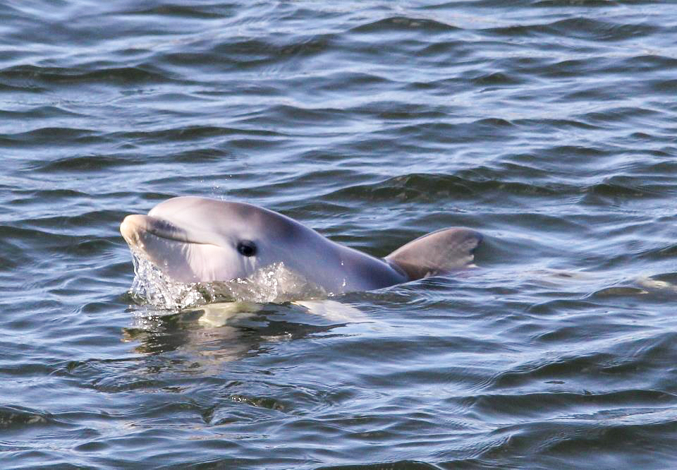 Dolphin Sanctuary Family Tour