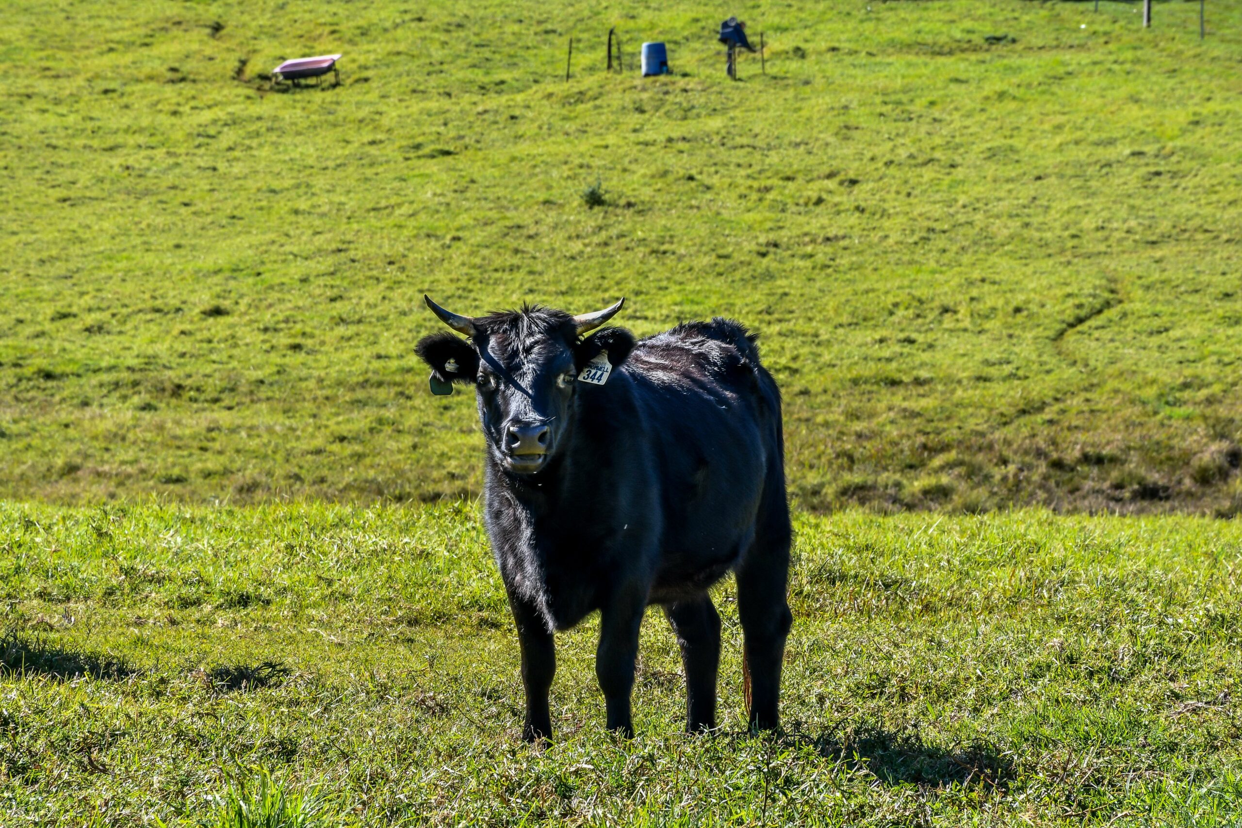 Curra Homestead Maleny