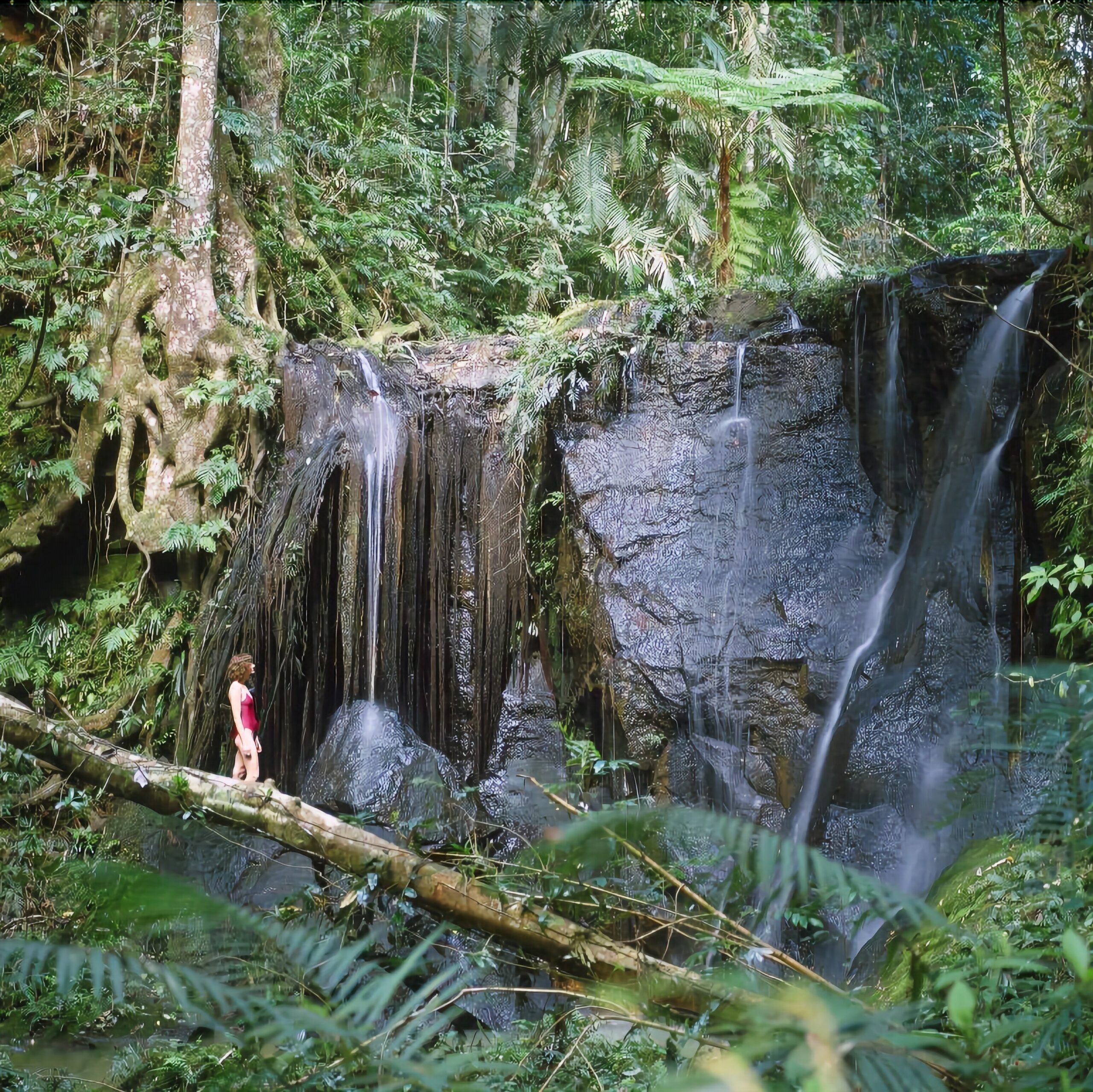 Chambers Wildlife Rainforest Lodges