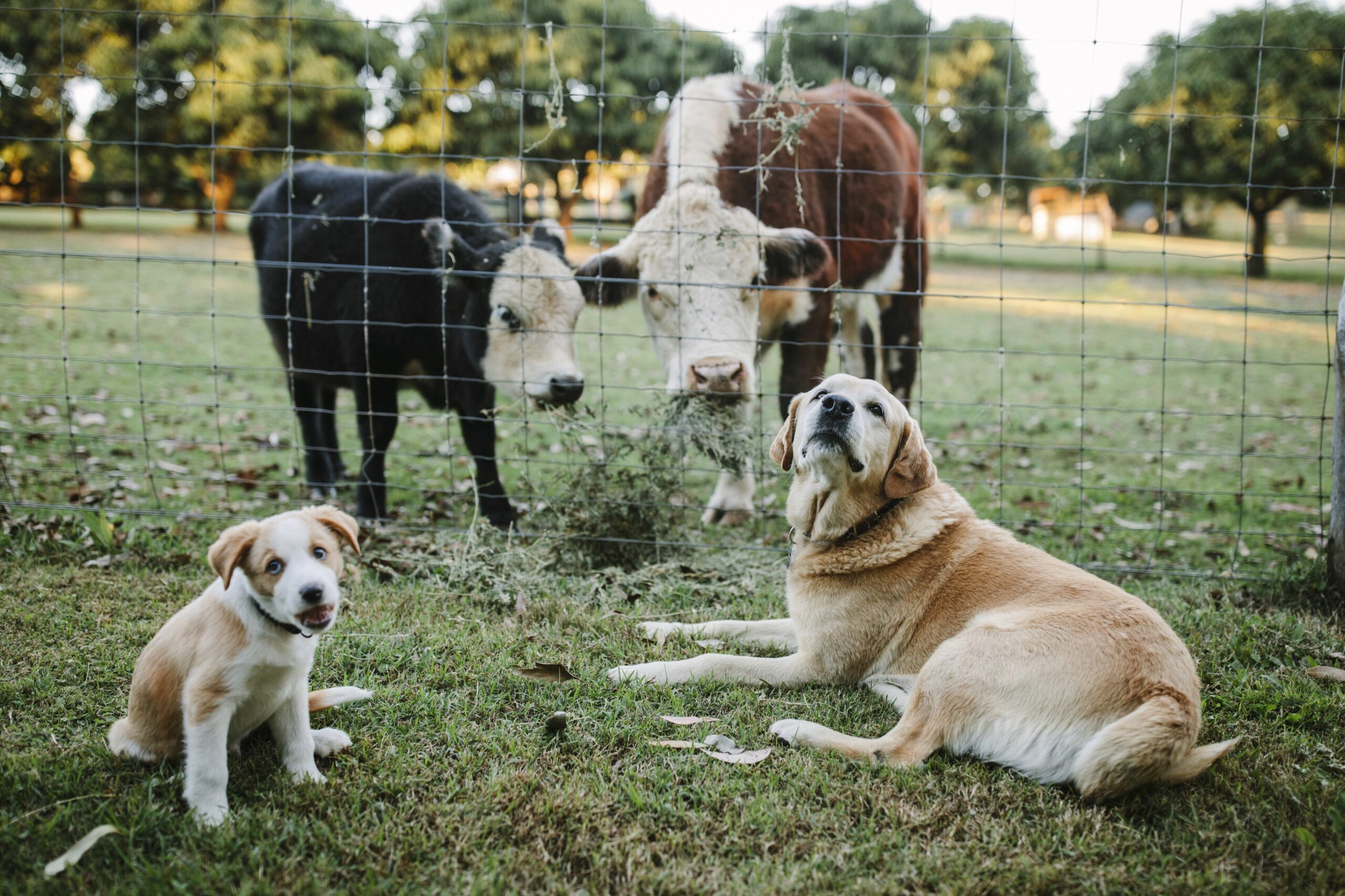 Mango Hill Farm