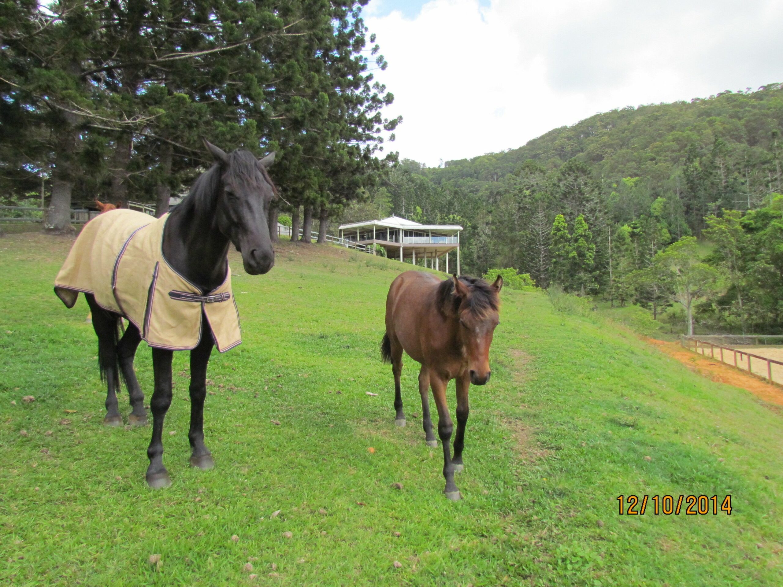 Ingleside Stud Farm