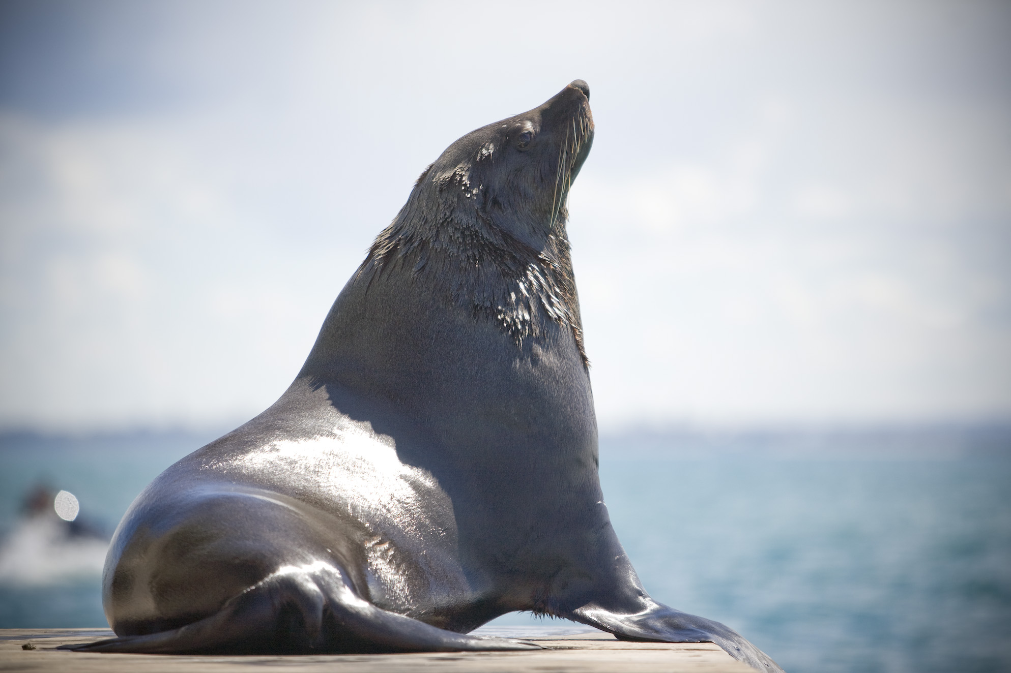 3 hour Dolphin and Seal Swim (NOV-APR)