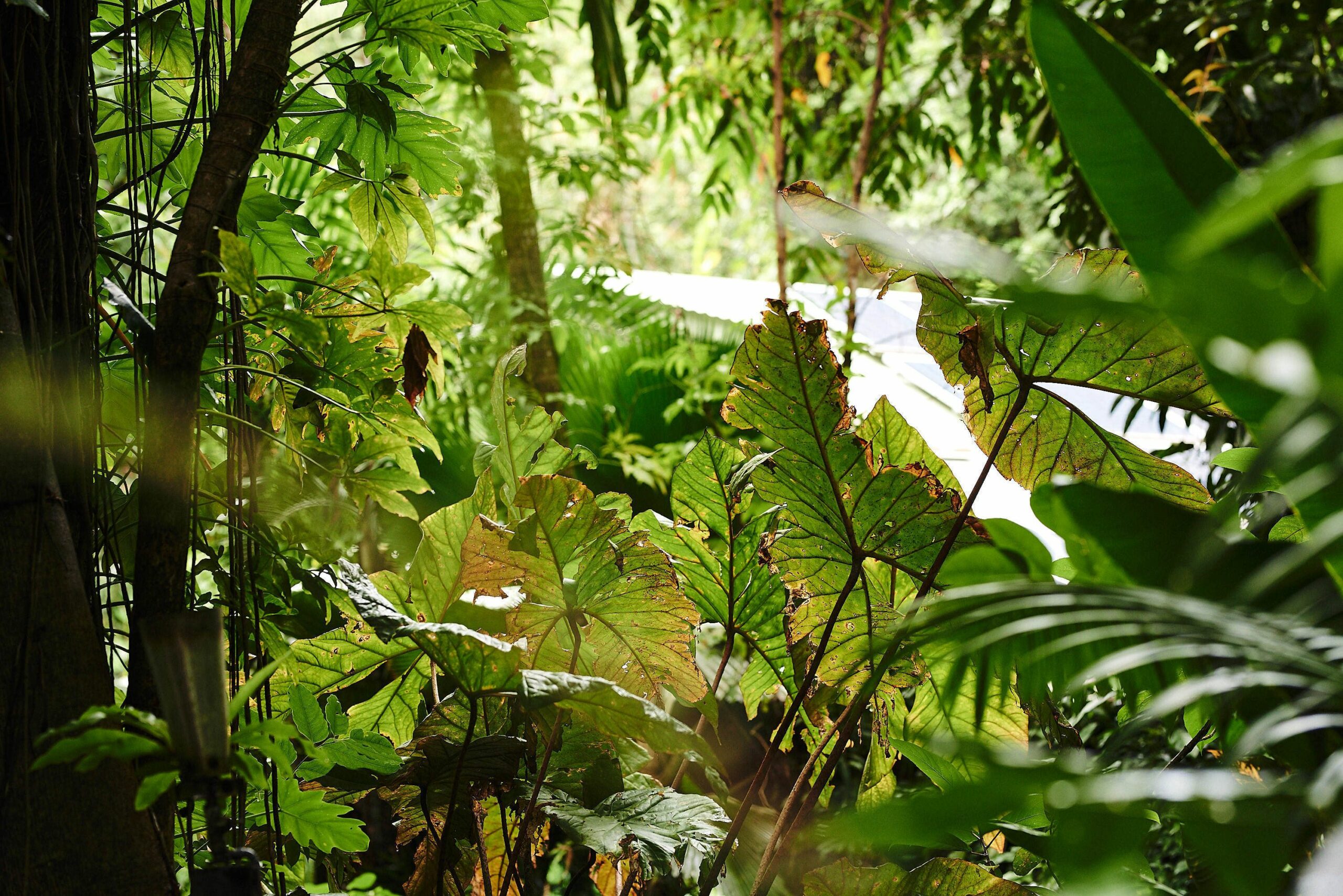 Daintree Ecolodge