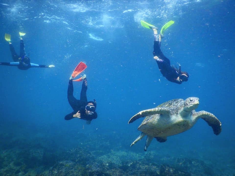 SNORKEL WITH THE TURTLES!