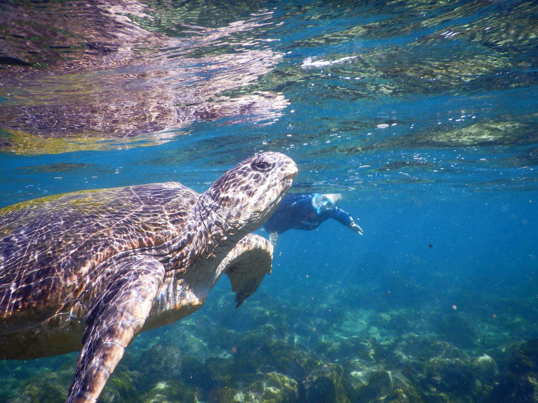 SNORKEL WITH THE TURTLES!