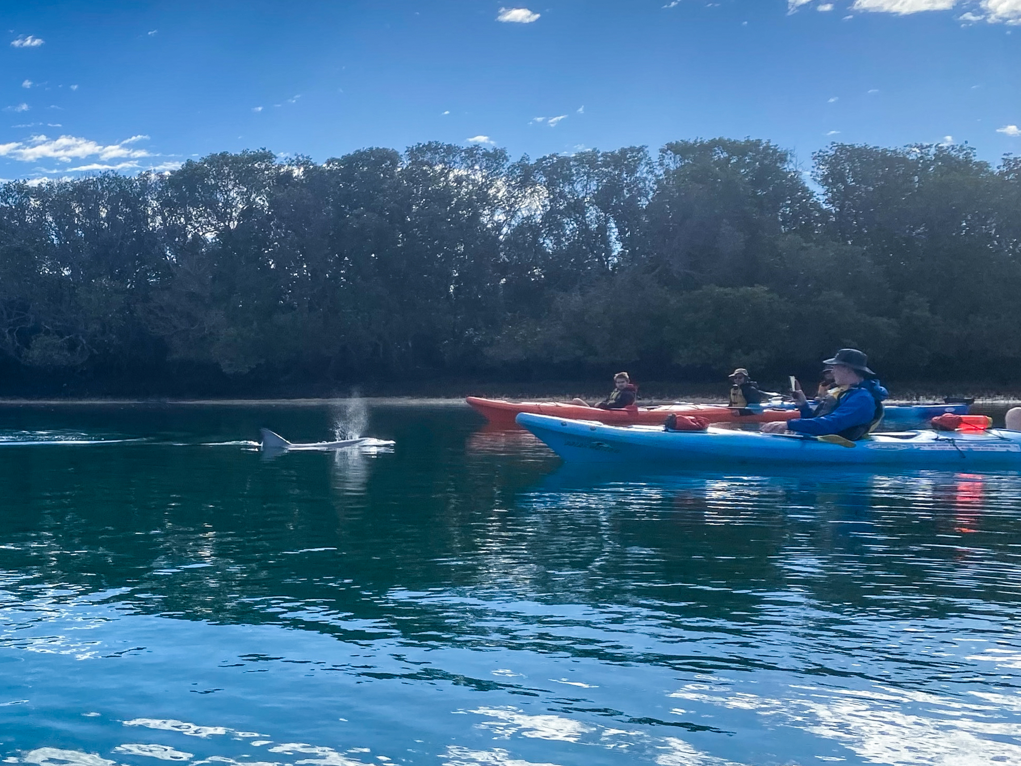 Dolphin Sanctuary & Ships Graveyard Kayak Tour