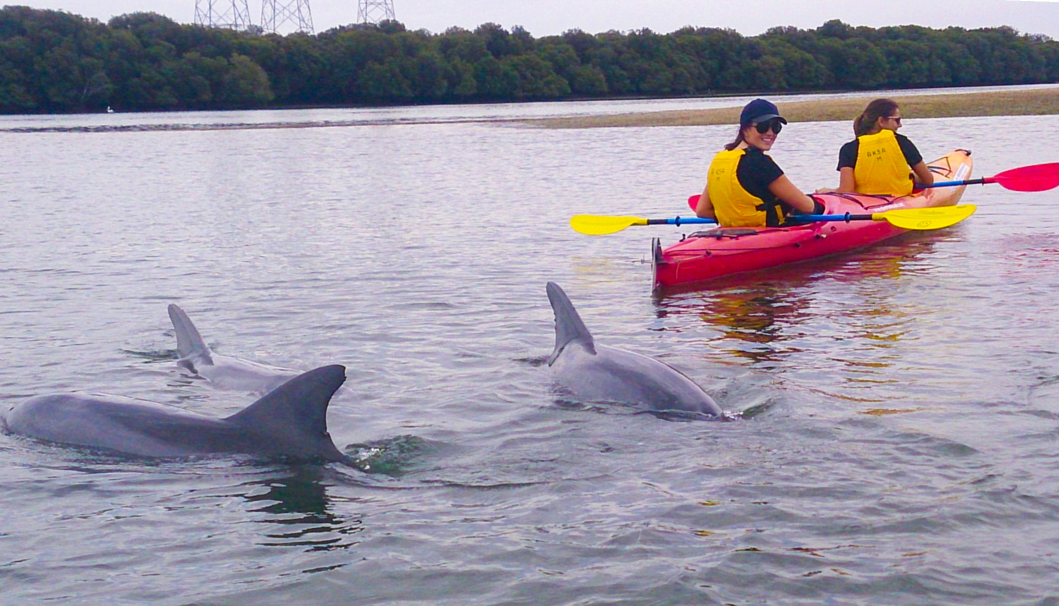 Dolphin Sanctuary & Ships Graveyard Kayak Tour