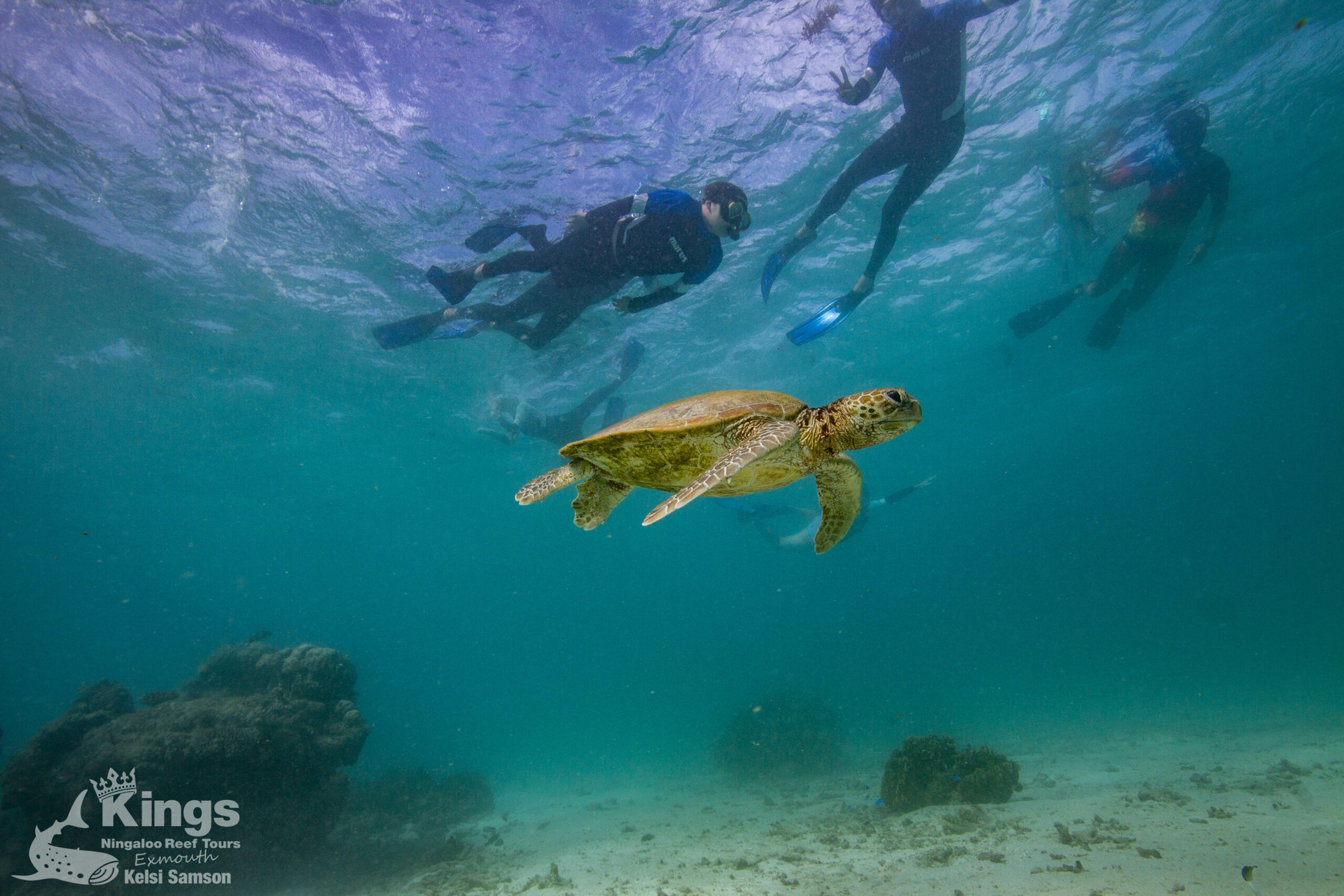 Whale Shark Snorkelling Adventure Tour (APR-JUL)