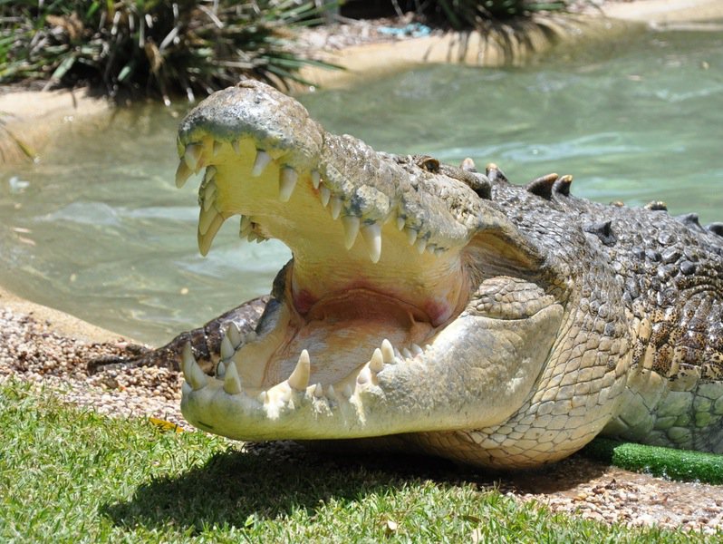 Central Coast  - Private Day Tour with Wildlife & Reptile Park