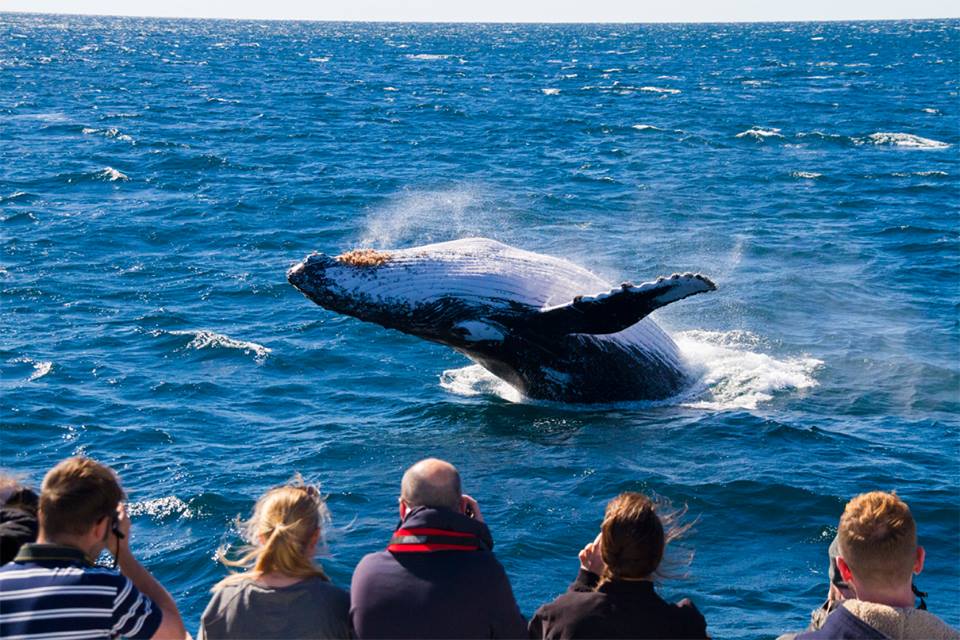 VIP Whale Watching Adventure - Ex Brisbane