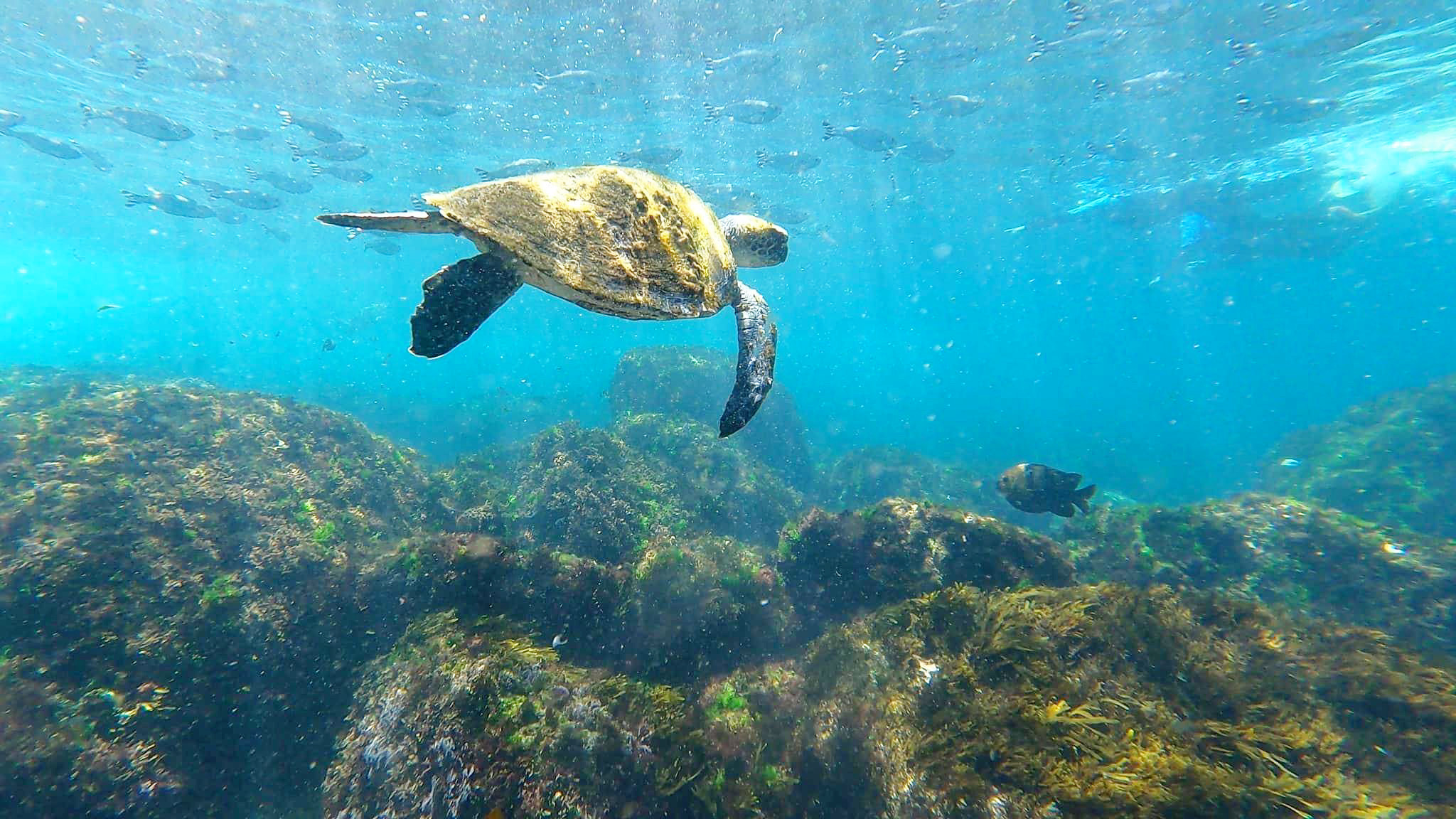 SNORKEL WITH THE TURTLES!