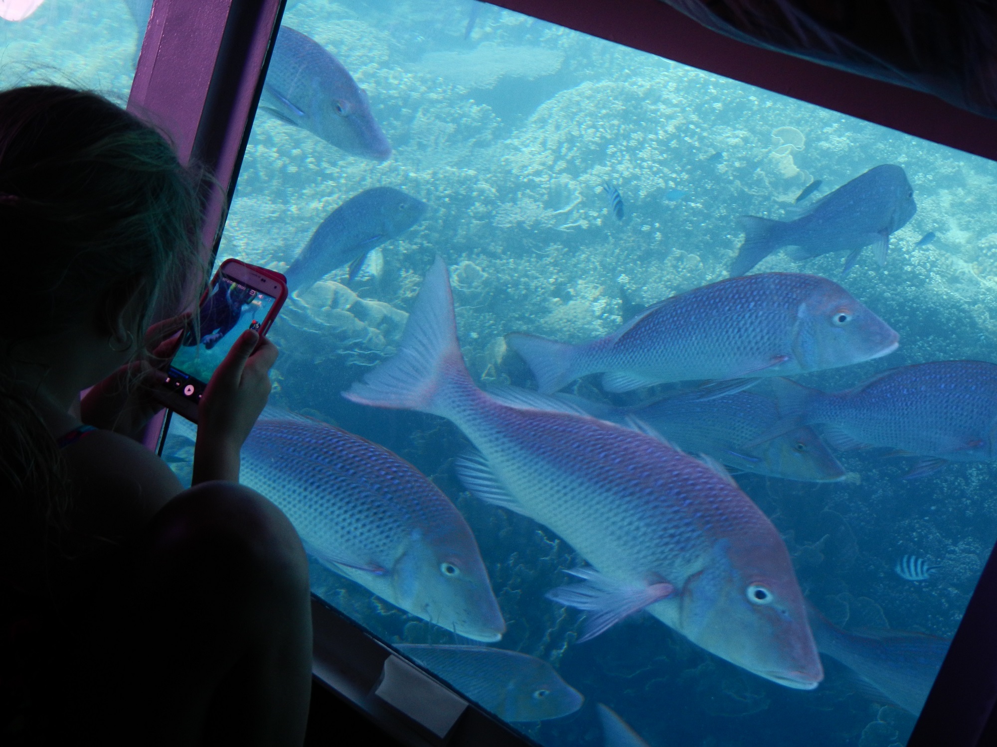 Coral Bay: Coral Viewing & Fish Feeding Tour