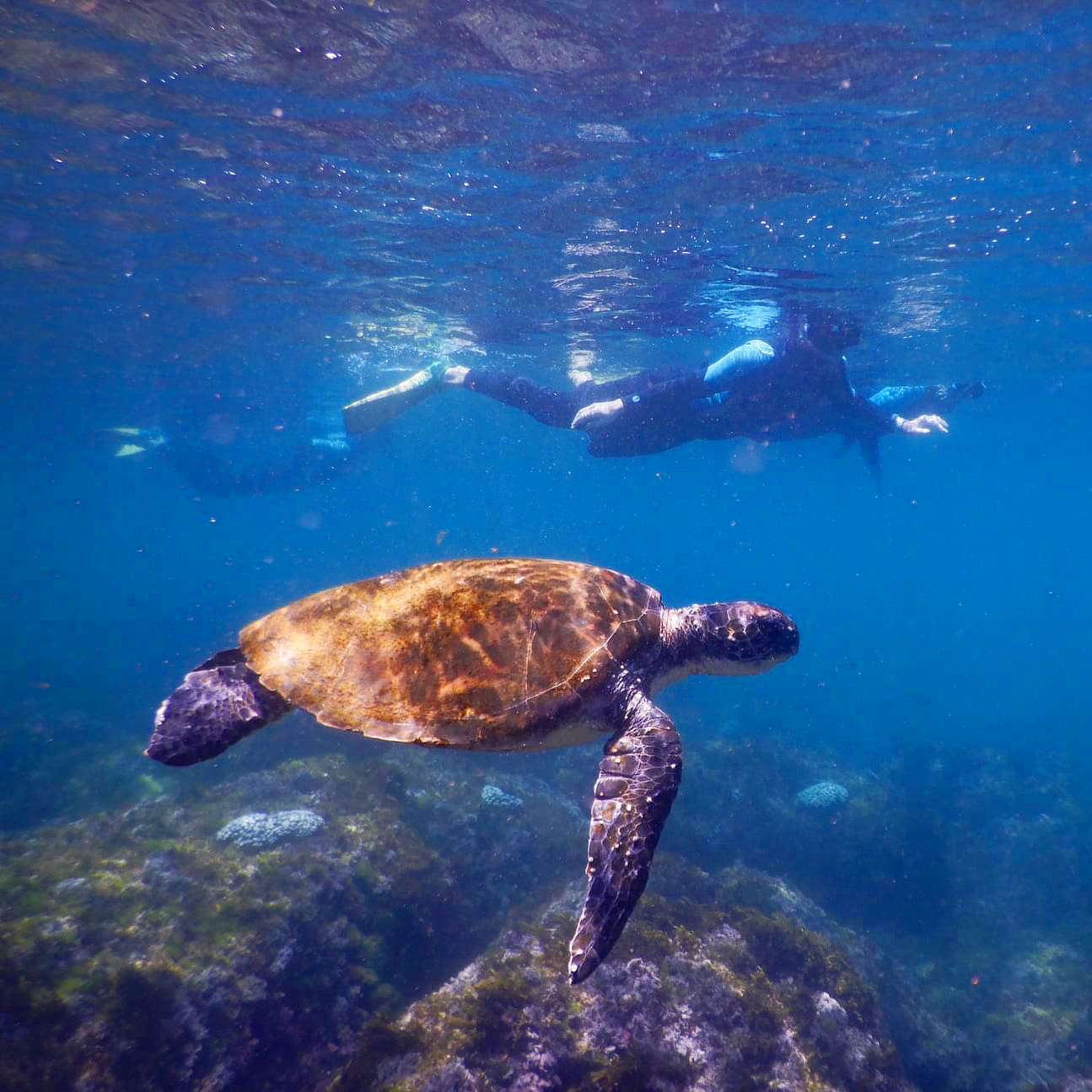 SNORKEL WITH THE TURTLES!