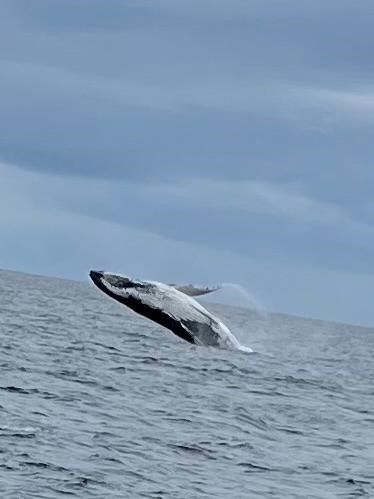 Busselton Whale Watching