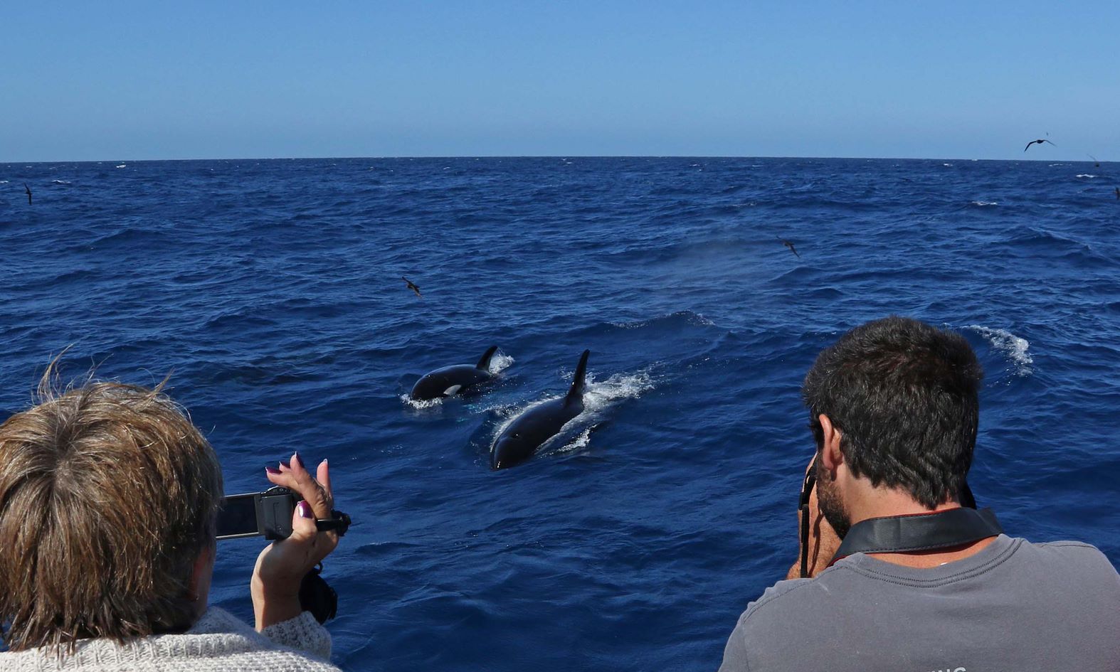 Killer Whale Expedition