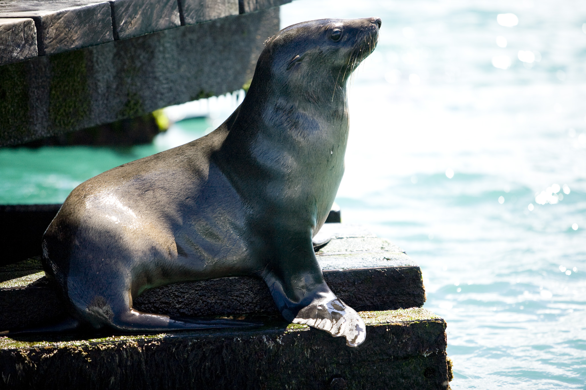 1.5 hour Wildlife Adventure Cruise