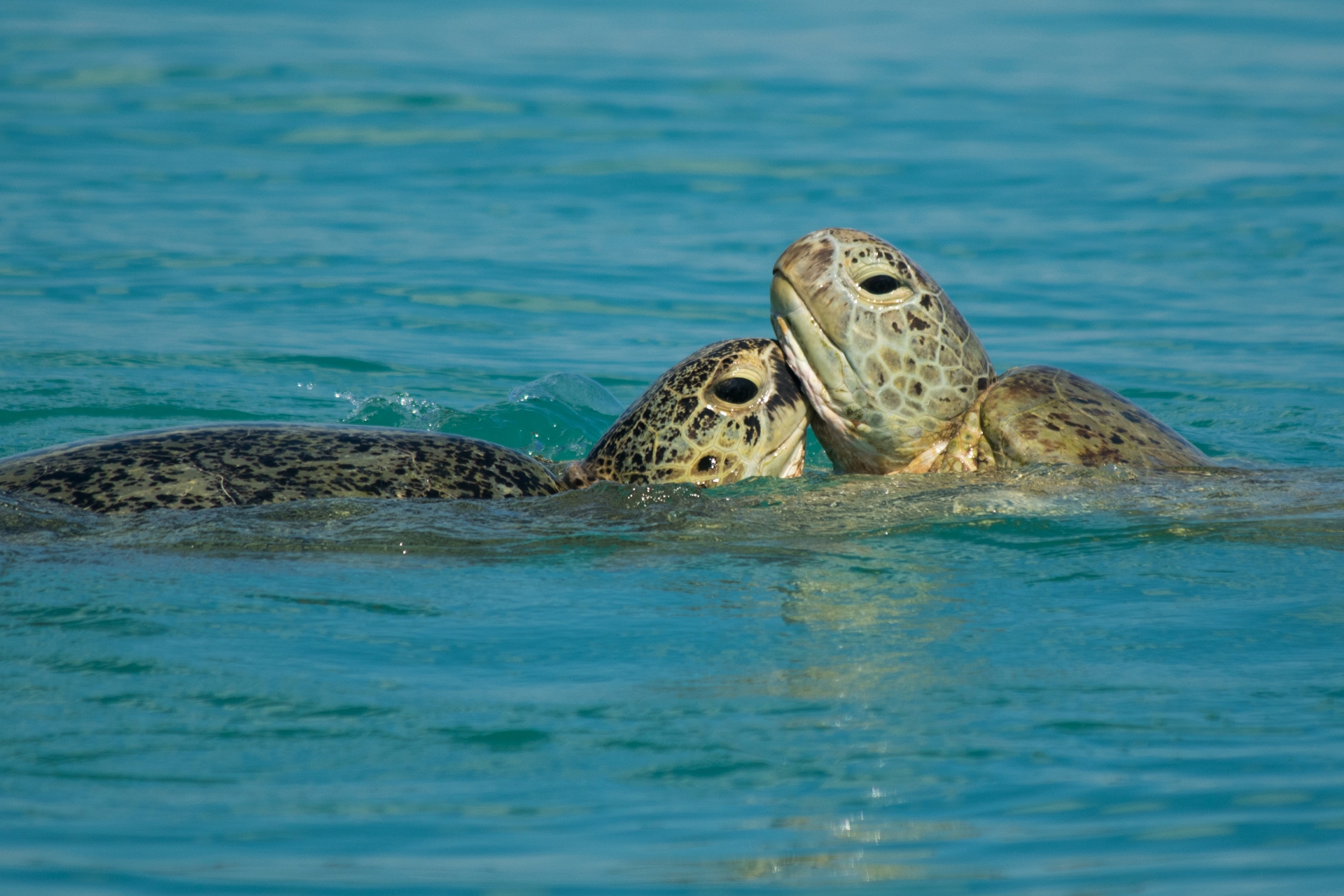 Turtle Discovery Ecotour