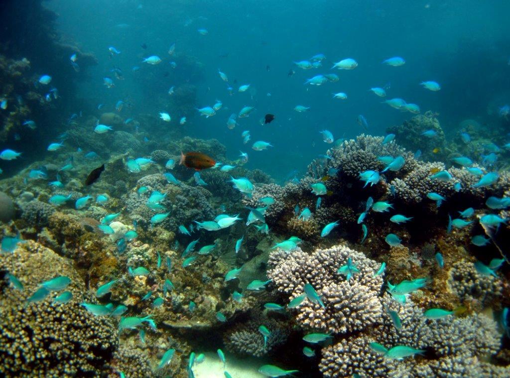 2 hour Coral Viewing & Snorkel Cruise