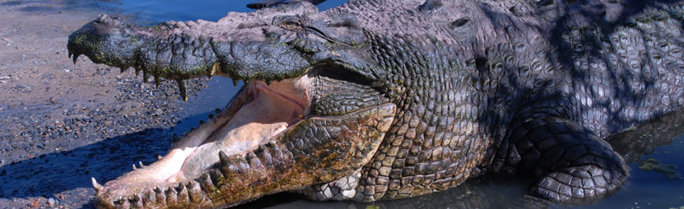 2 Day 2 Night Crocodile Experience Package