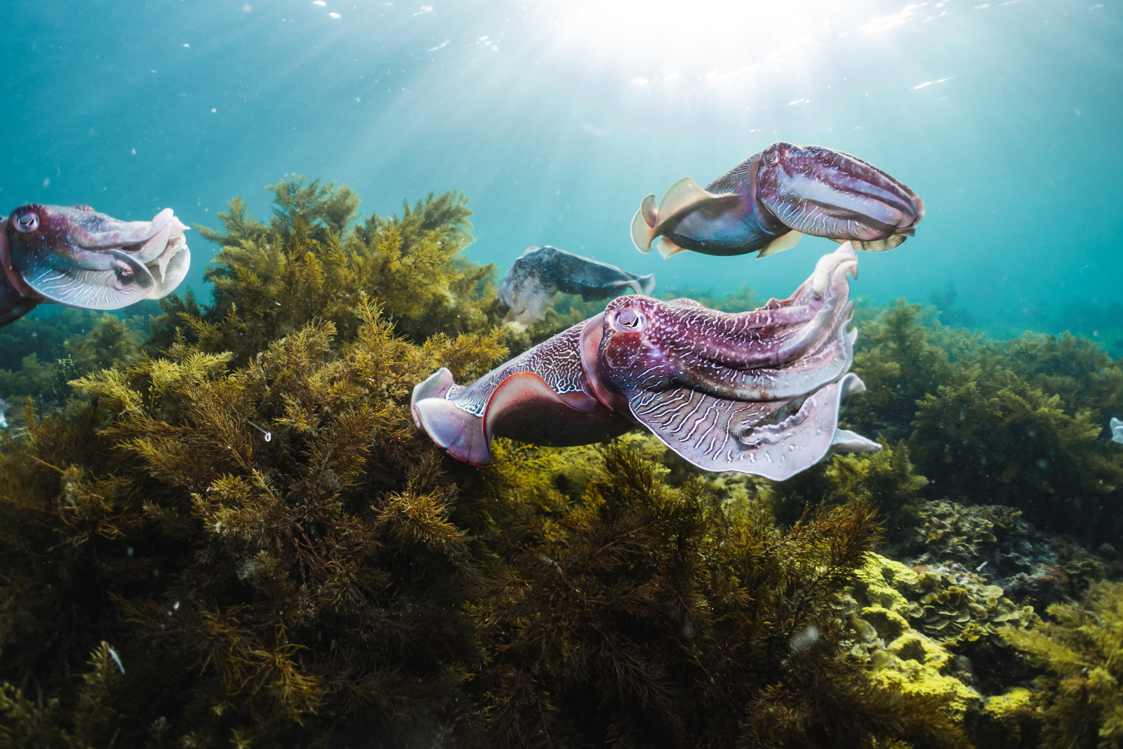 Swim with the Giant Cuttlefish