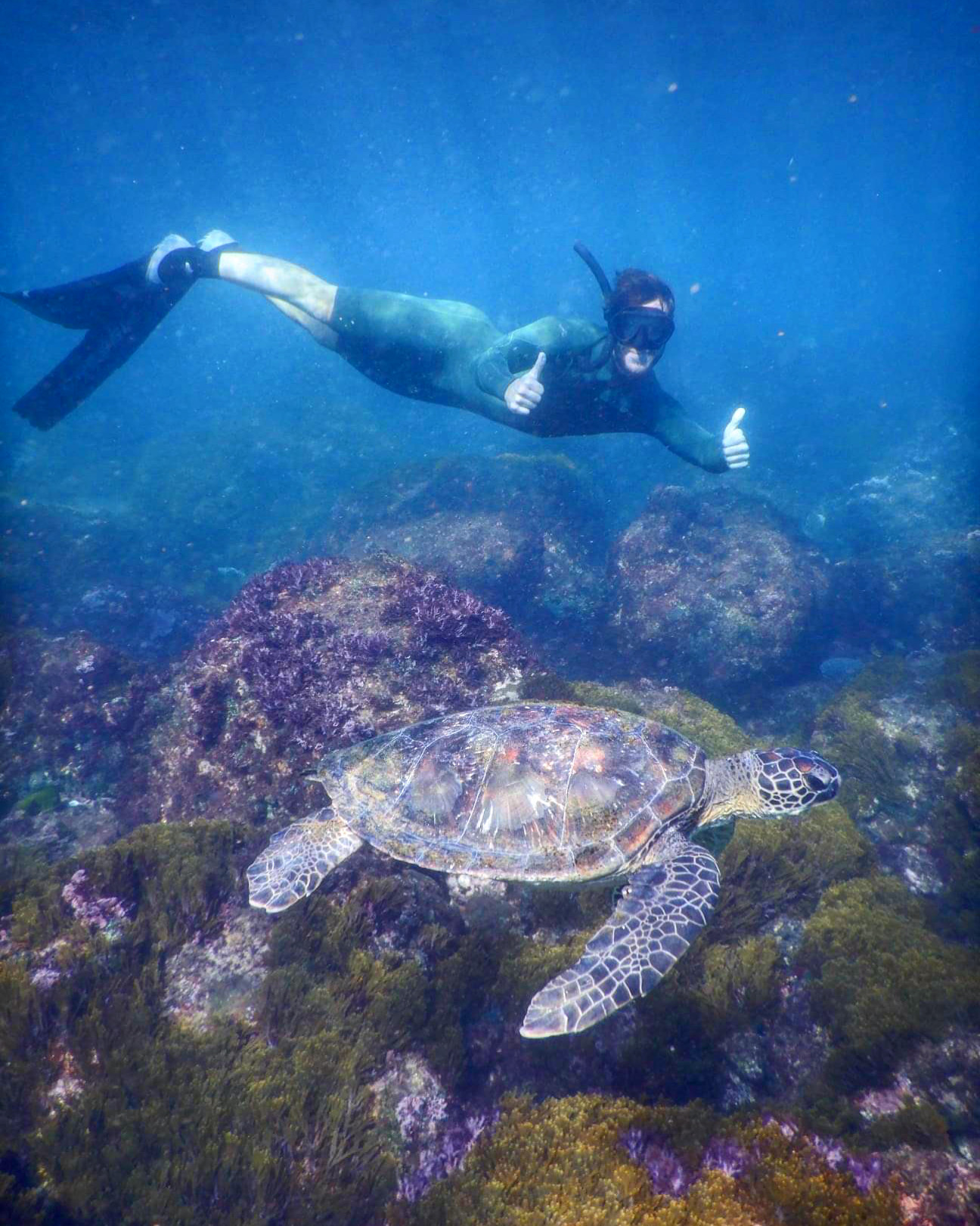 SNORKEL WITH THE TURTLES!