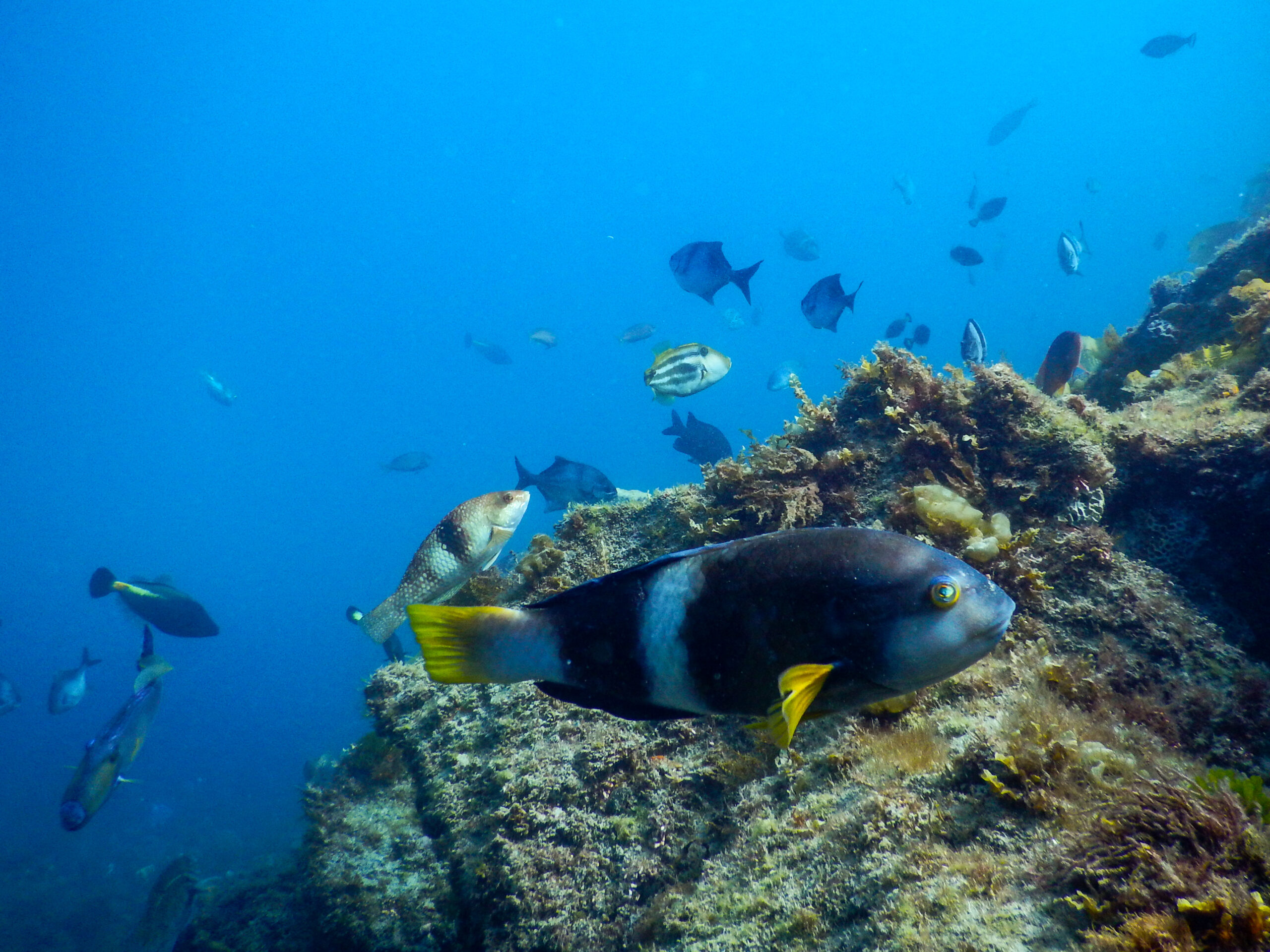 Private 1.5hr Pope's Eye Marine Park Guided Reef Snorkelling Boat Tour from Sorrento