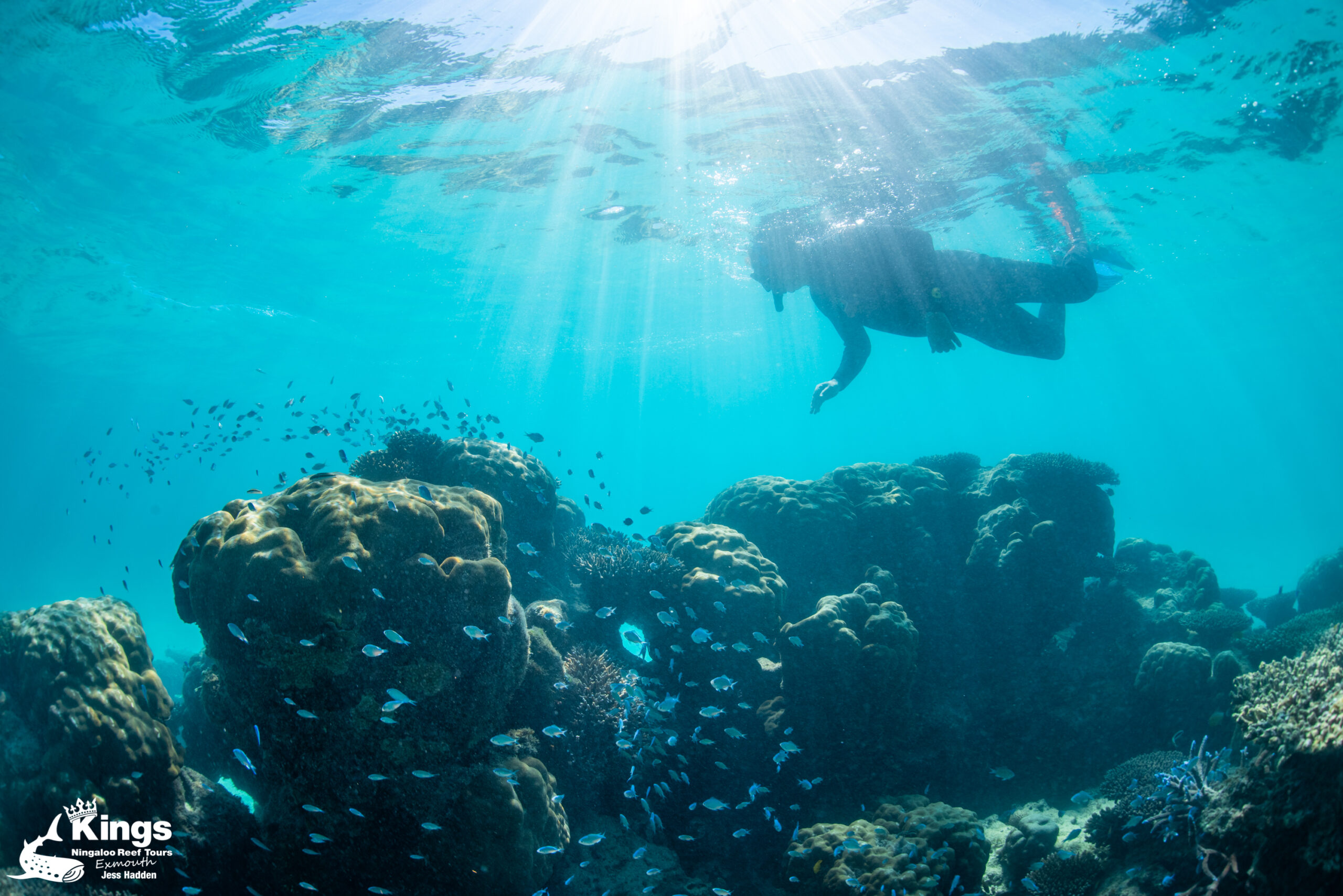 Whale Shark/Humpback/Eco Sea Life Tour (AUG-SEPT)