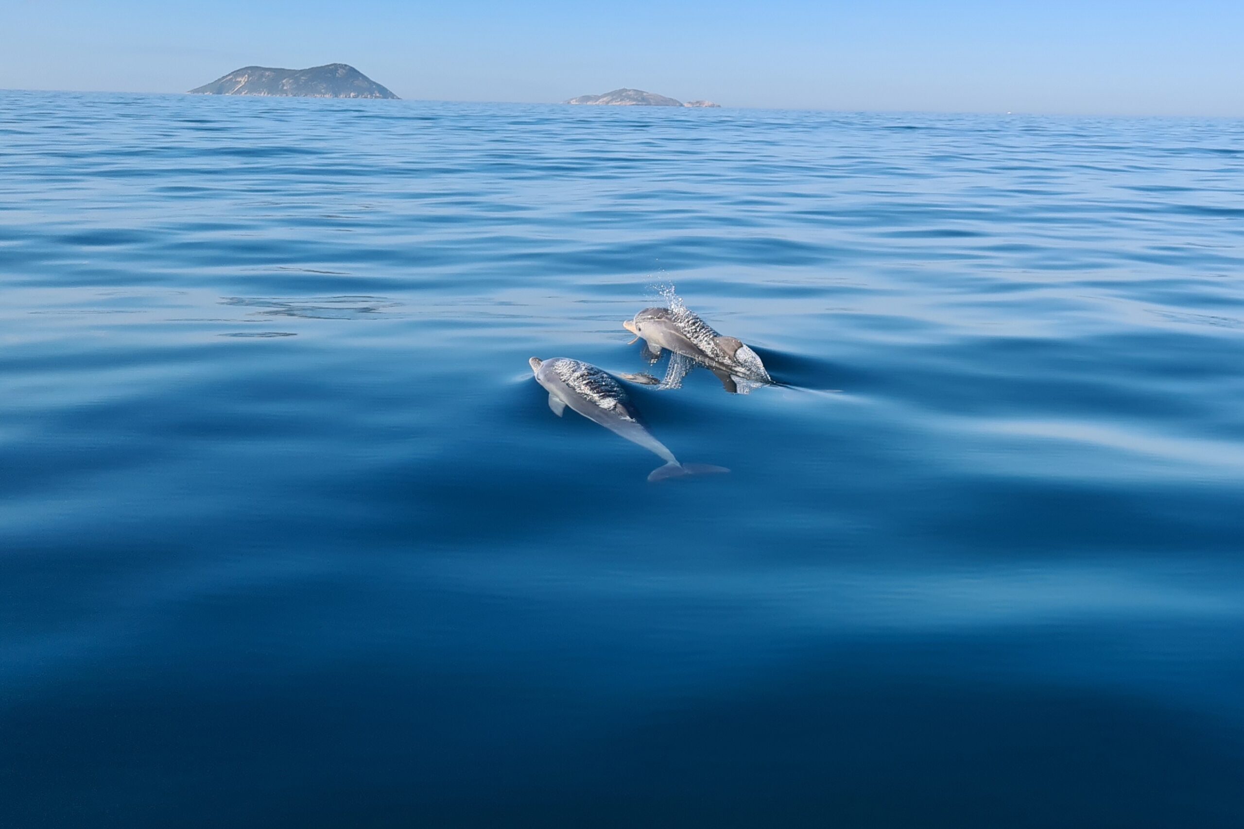 2 Hour Summer Sea Safari (Nov - Apr) around King George Sound