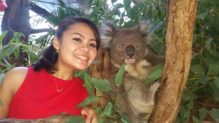 Encounter - Koala Caper