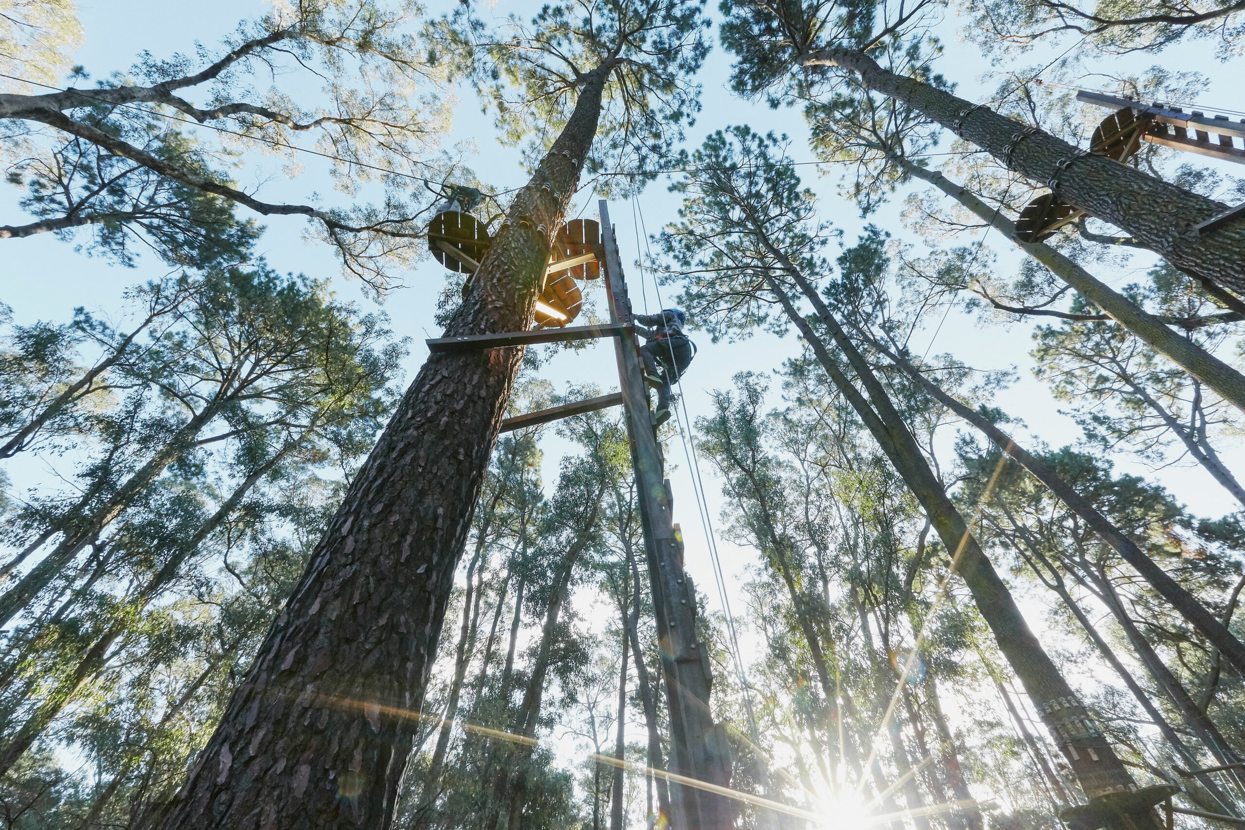 Forest Adventures Park Entry – 2.5 Hours