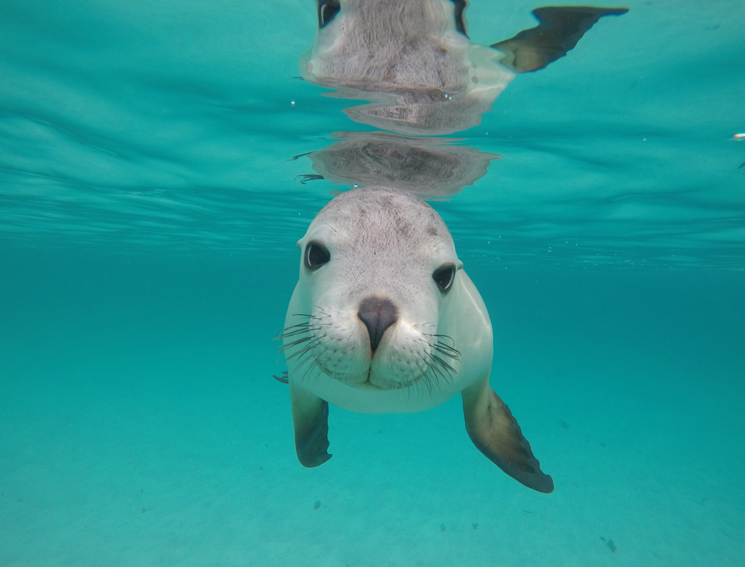 Swim with the Sealions – Double The Fun