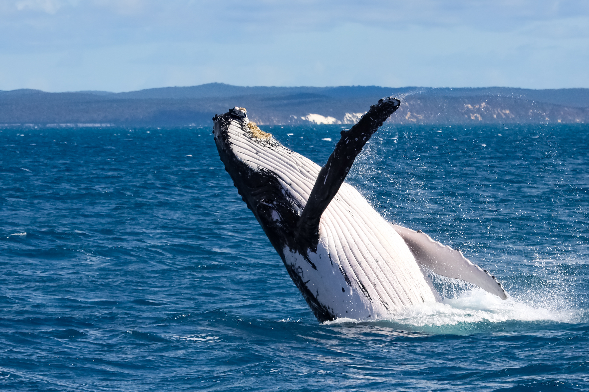 3 Hour Winter Whale Safari (May - Oct) around King George Sound