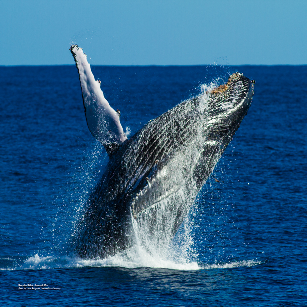 Whale Shark/Humpback/Eco Sea Life Tour (AUG-SEPT)