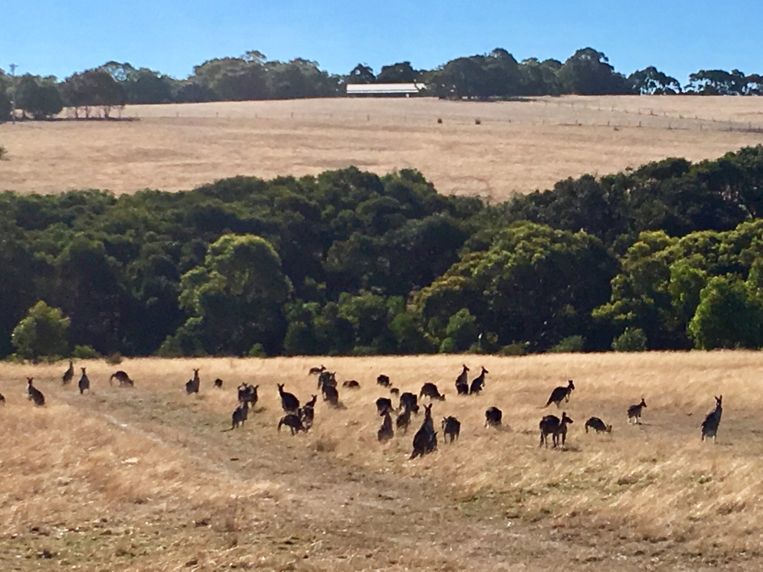 The Great Ocean Road and 12 Apostles Tour